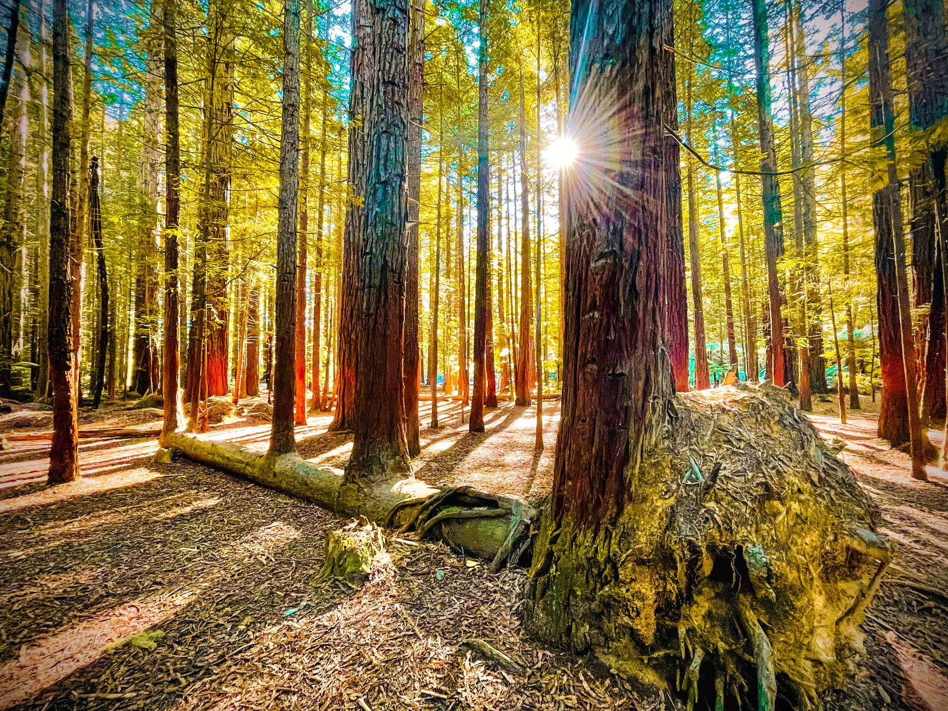 Redwoods Aesthetic Lockscreen Background