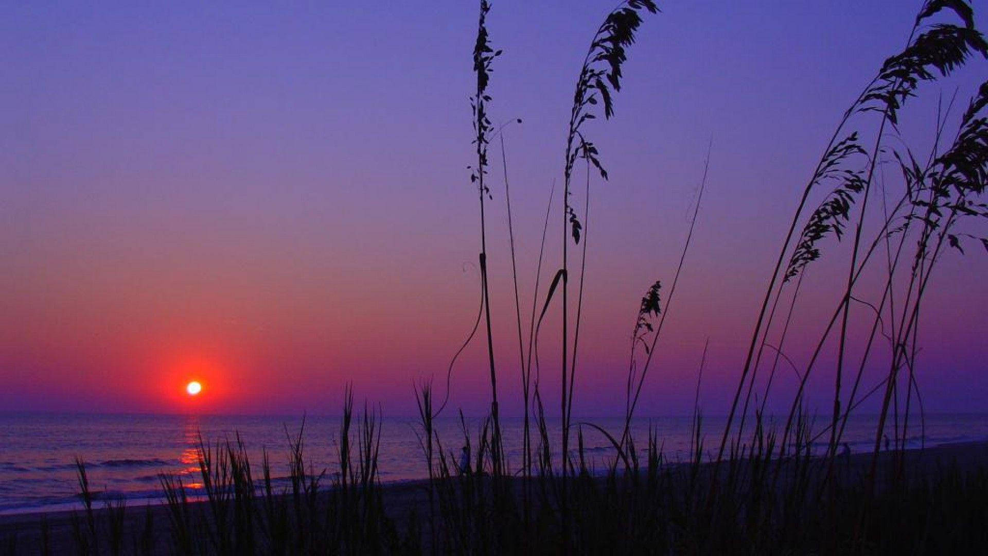 Reeds Silhouette At South Carolina Beach