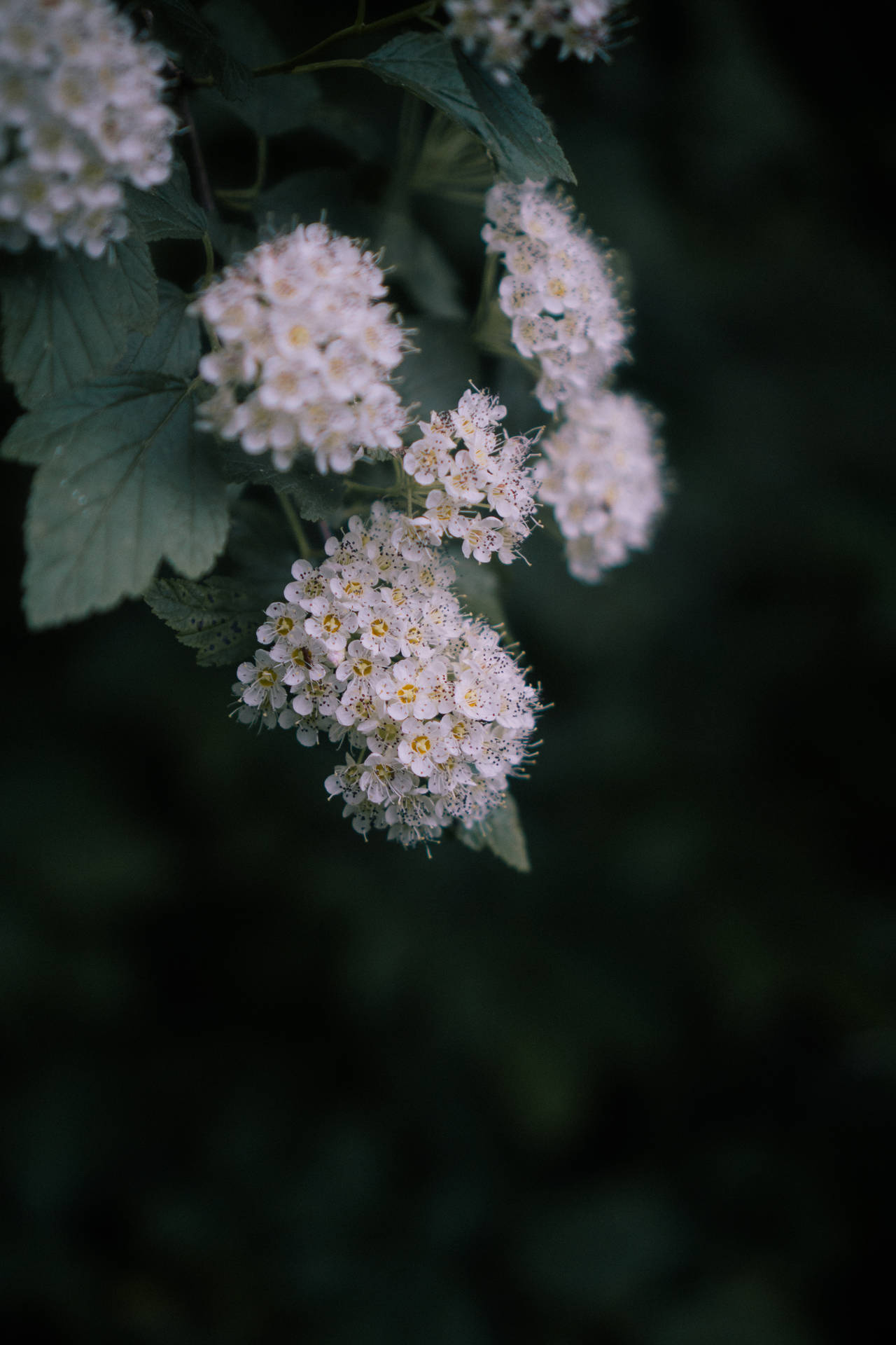 Reeve's Spiraea Flower Android