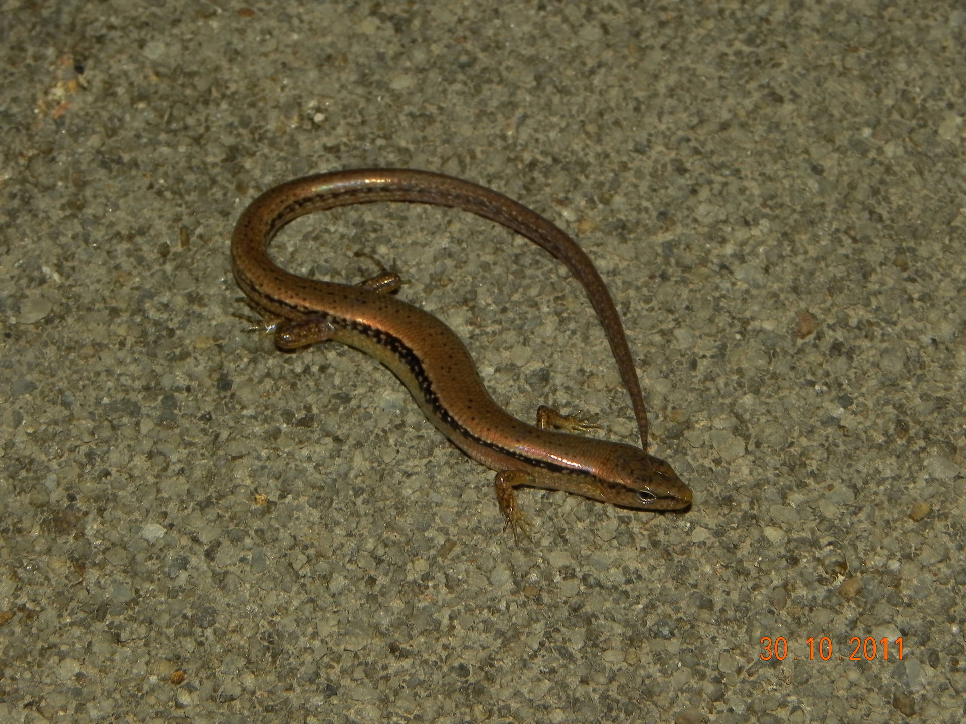 Reeves's Brown Ground Skink Lizard