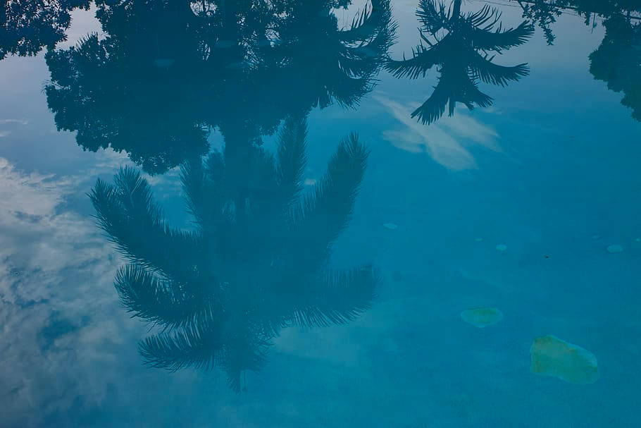 Reflection Of Trees In Montego Bay Background