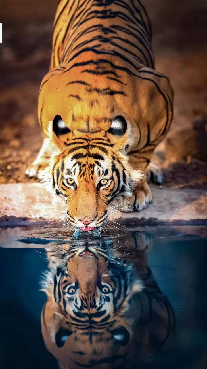 Reflection Tiger Iphone Background