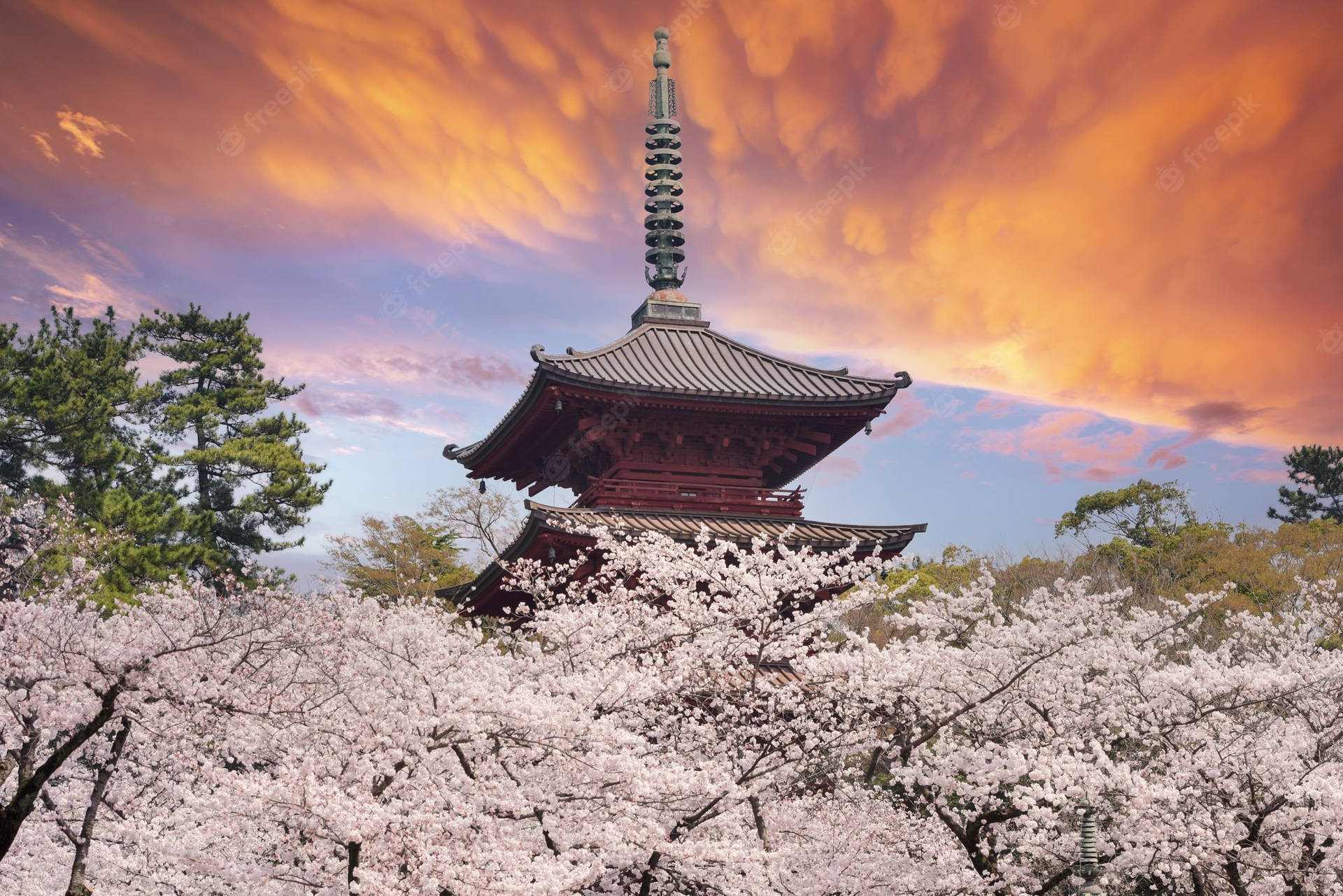 Reflections Of Japan’s Famous Cherry Blossoms Background