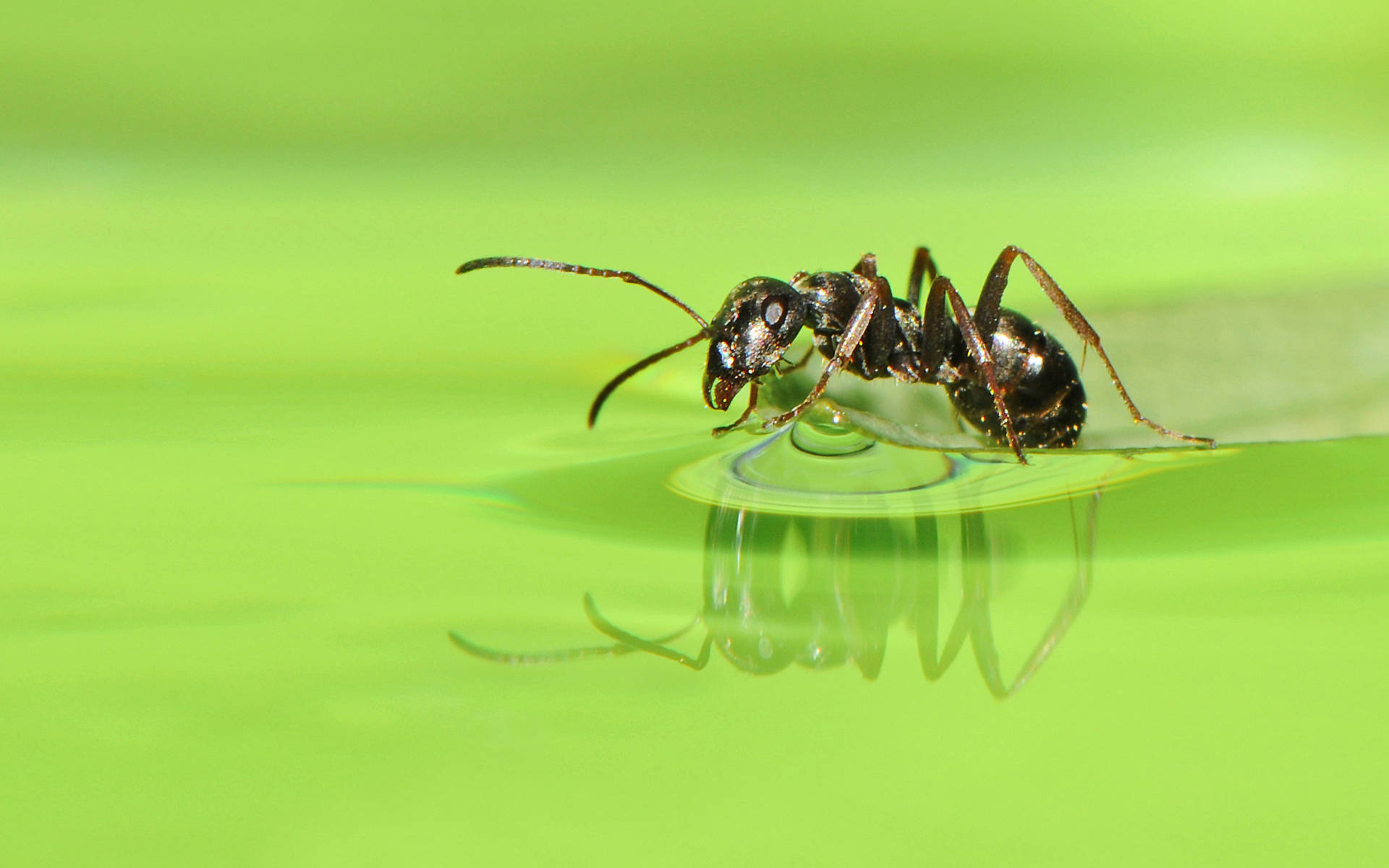 Reflective Ant