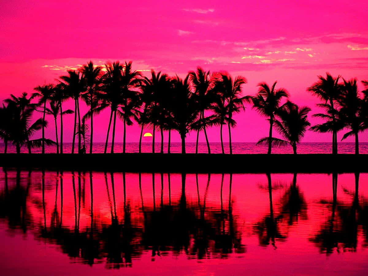 Reflective Sunset With Palm Tree