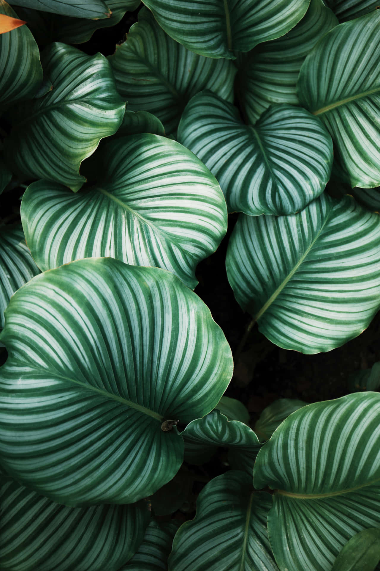 Refresh Your Desktop With A Tropical Leaves Wallpaper. Background