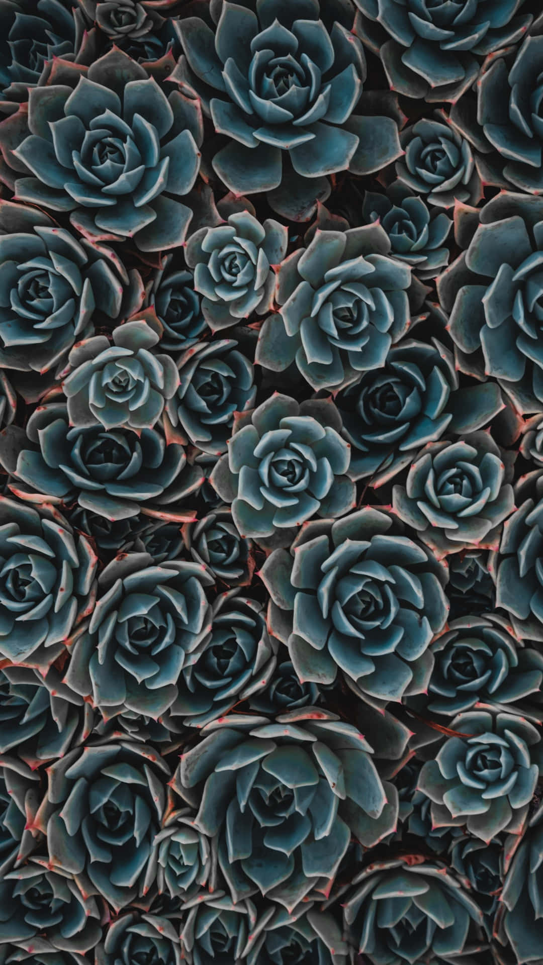 Refresh Your Phone's Wallpaper With This Succulent Rose Iphone Background Background