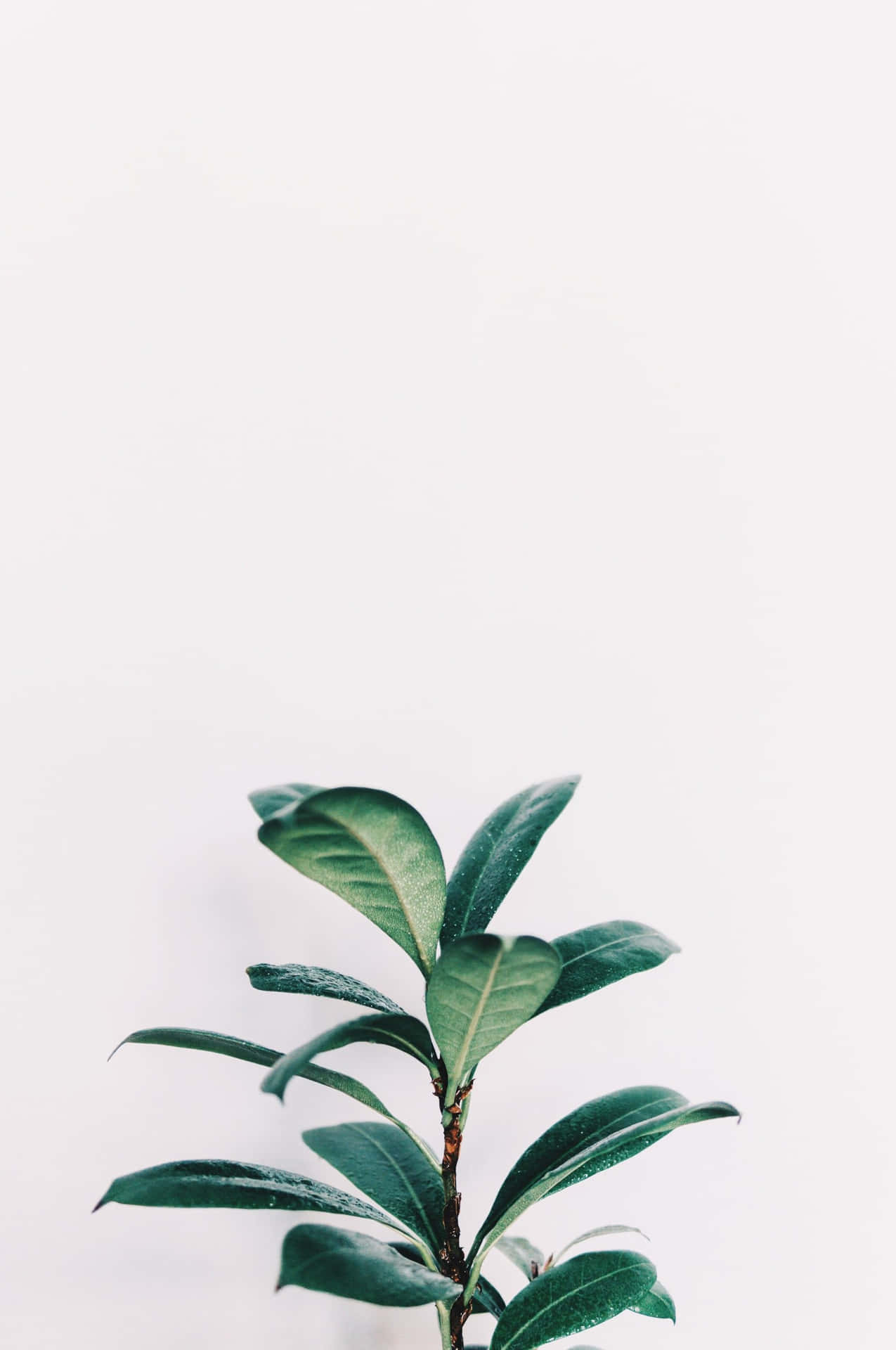 Refresh Your Phone Screen With A Plant Aesthetic Background