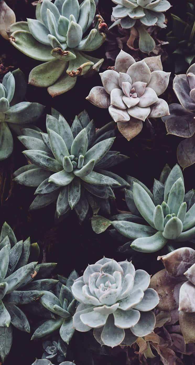 Refresh Your Phone’s Home Screen With A Vibrant Succulent Plant! Background