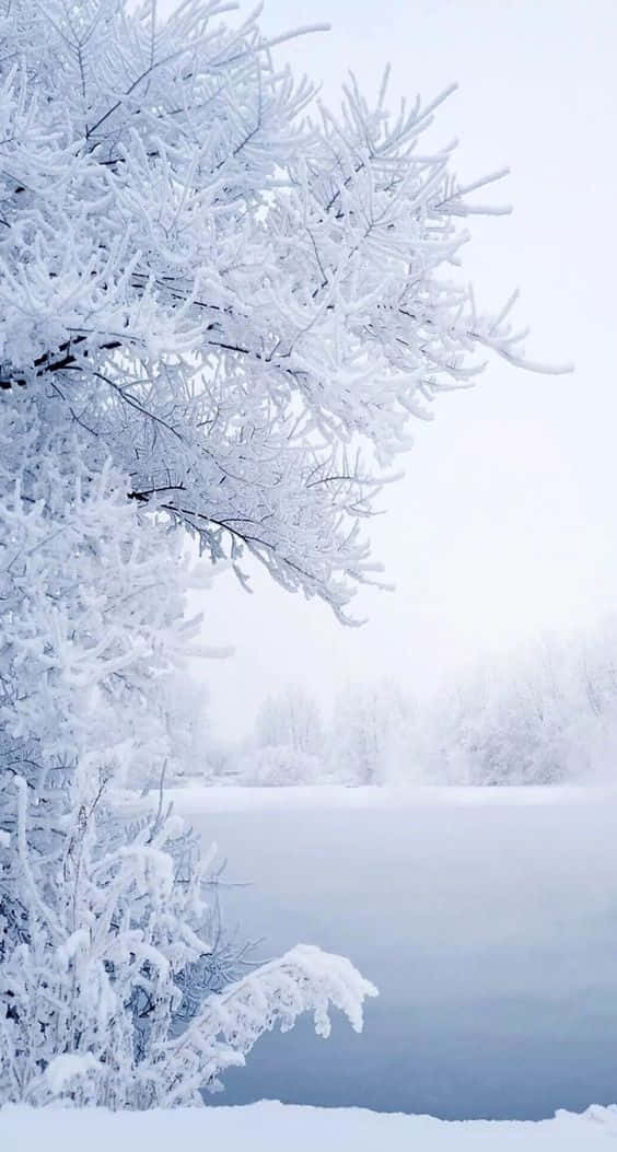 Refresh Your Wintery Day With A Snow Iphone. Background