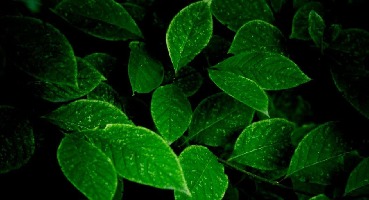 Refreshing Green Desktop Background Background