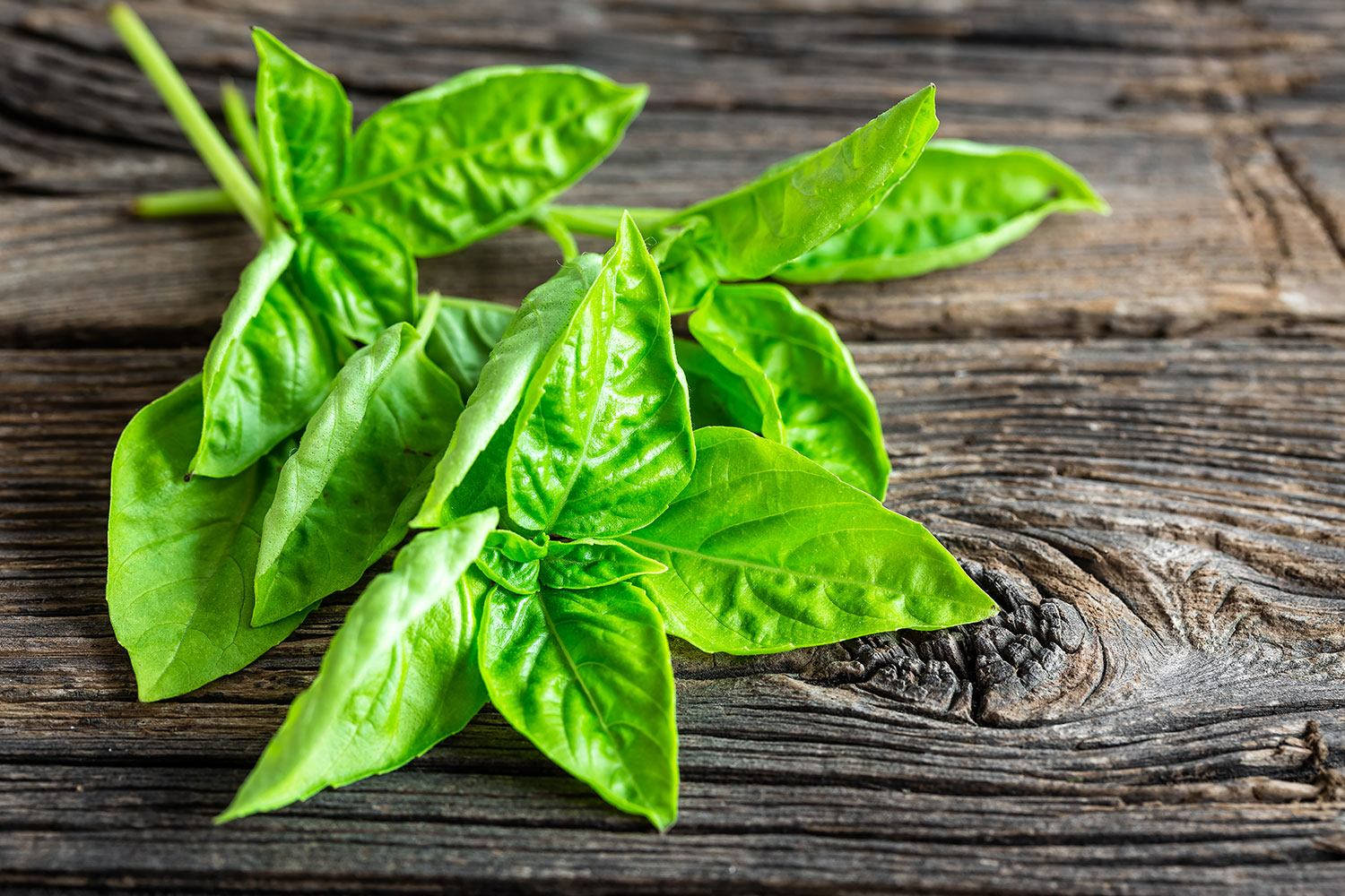 Refreshing Lemon Basil - A Vibrant Kitchen Herb Background