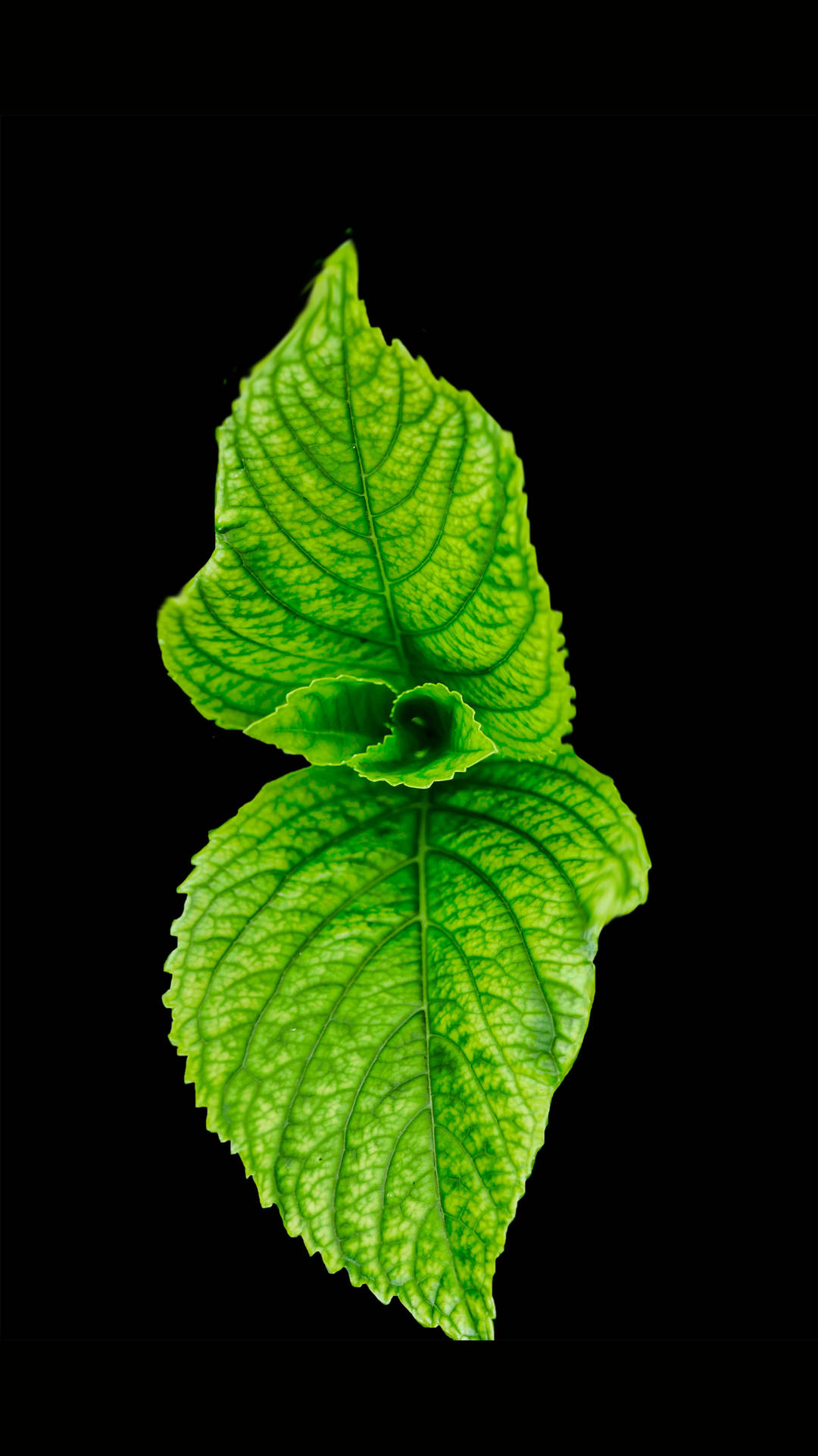 Refreshing Mint Leaves In A Minimalistic Black Screen Background