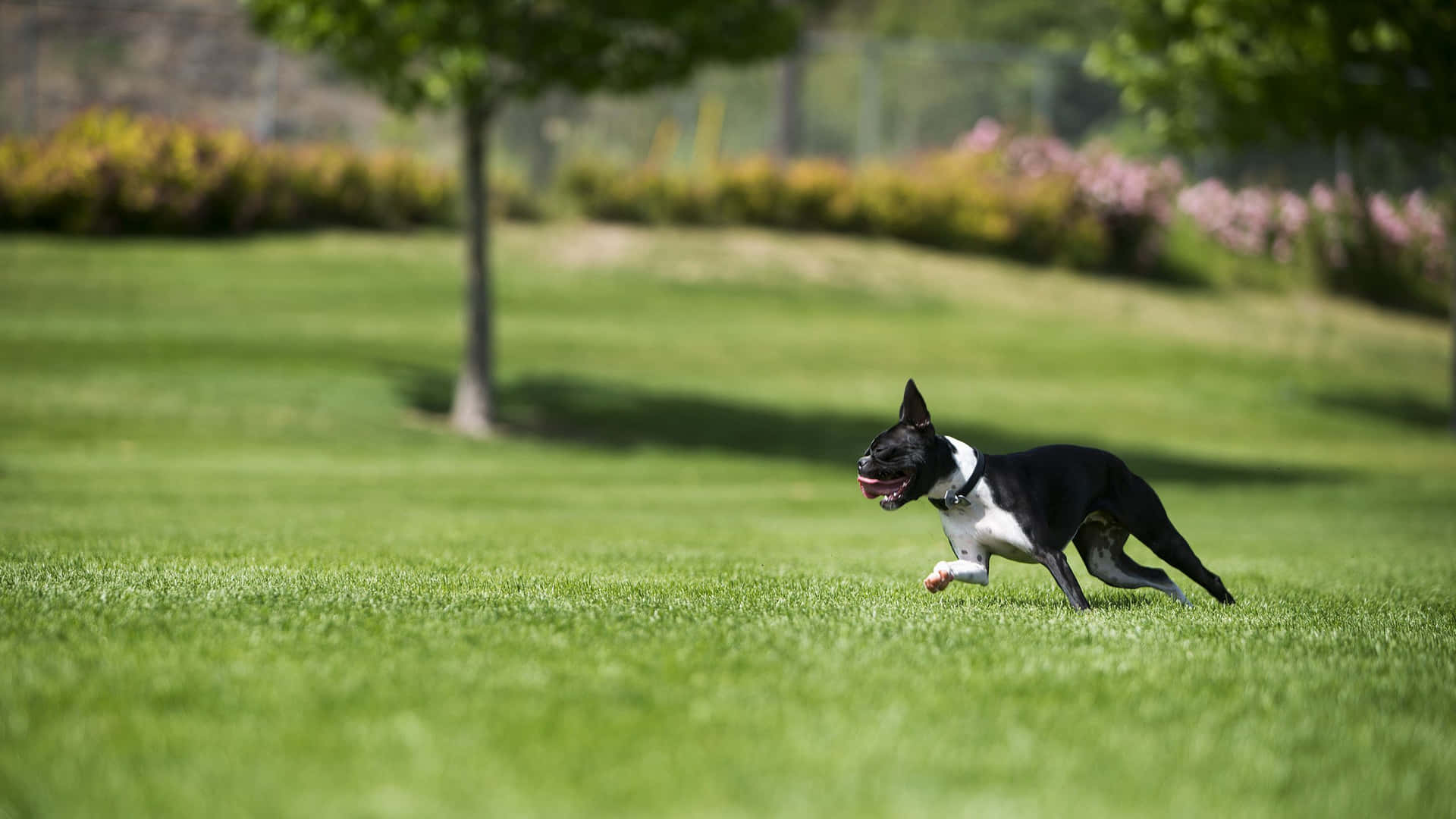 Refreshing Summer Fun With A Boston Terrier