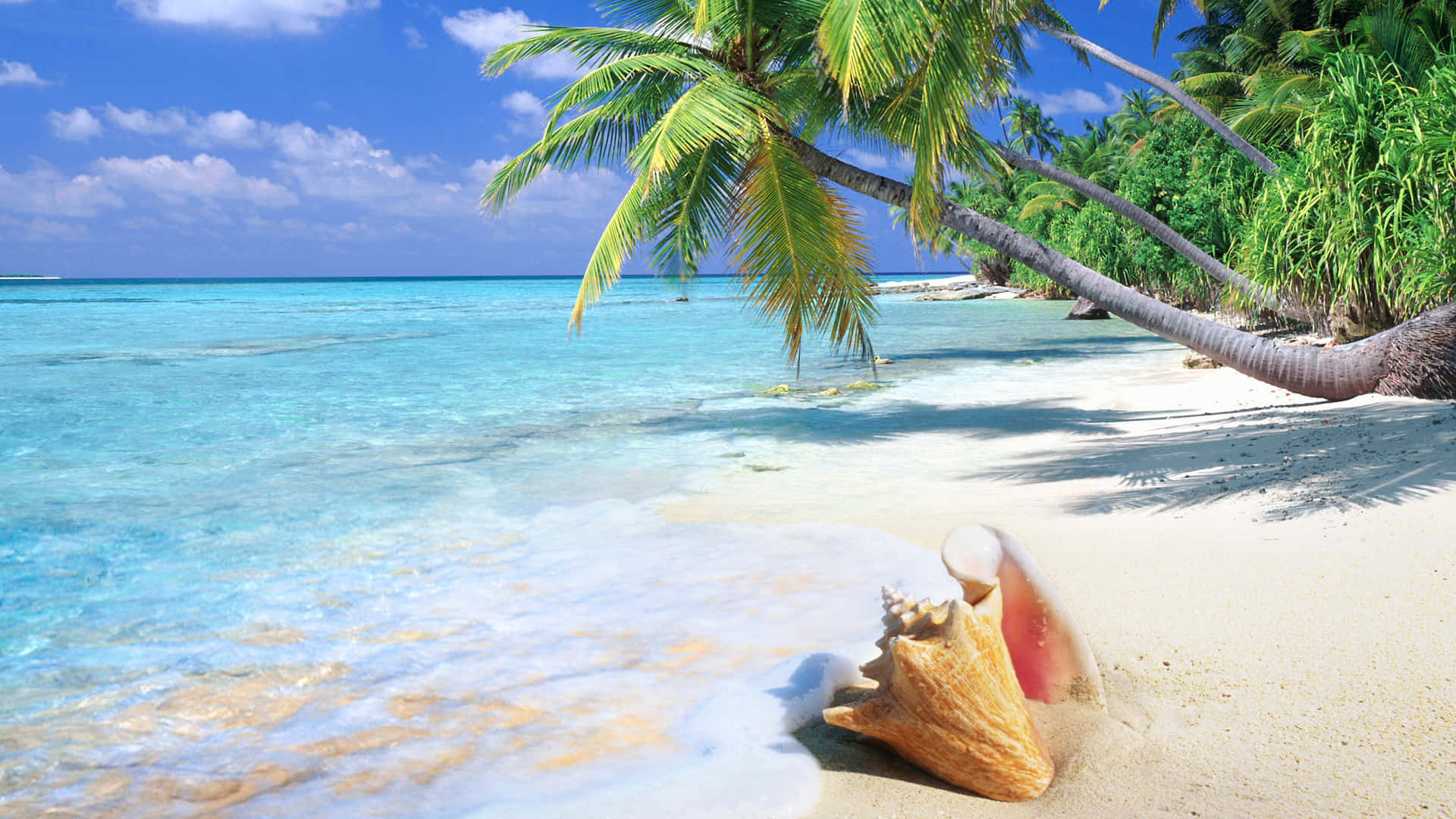 Refreshing Tropical Beach Scene Background