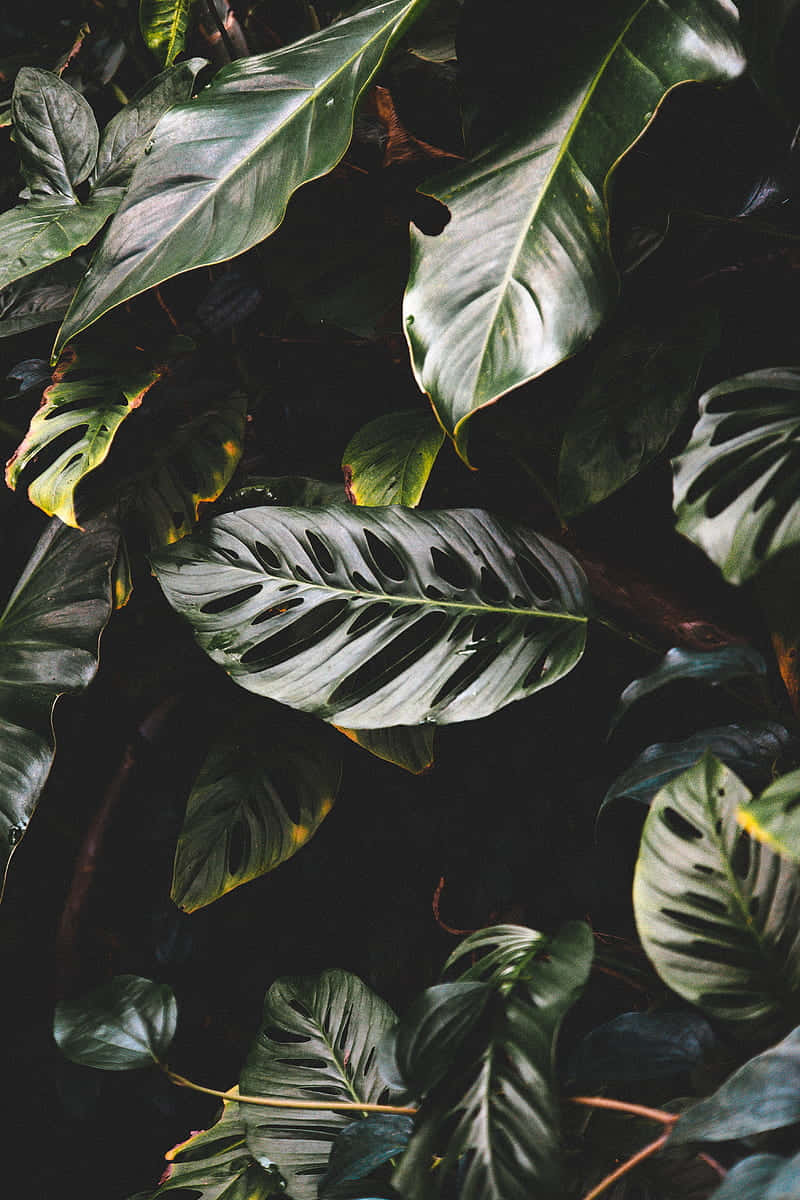 Refreshing Tropical Leaves On A Desktop. Background