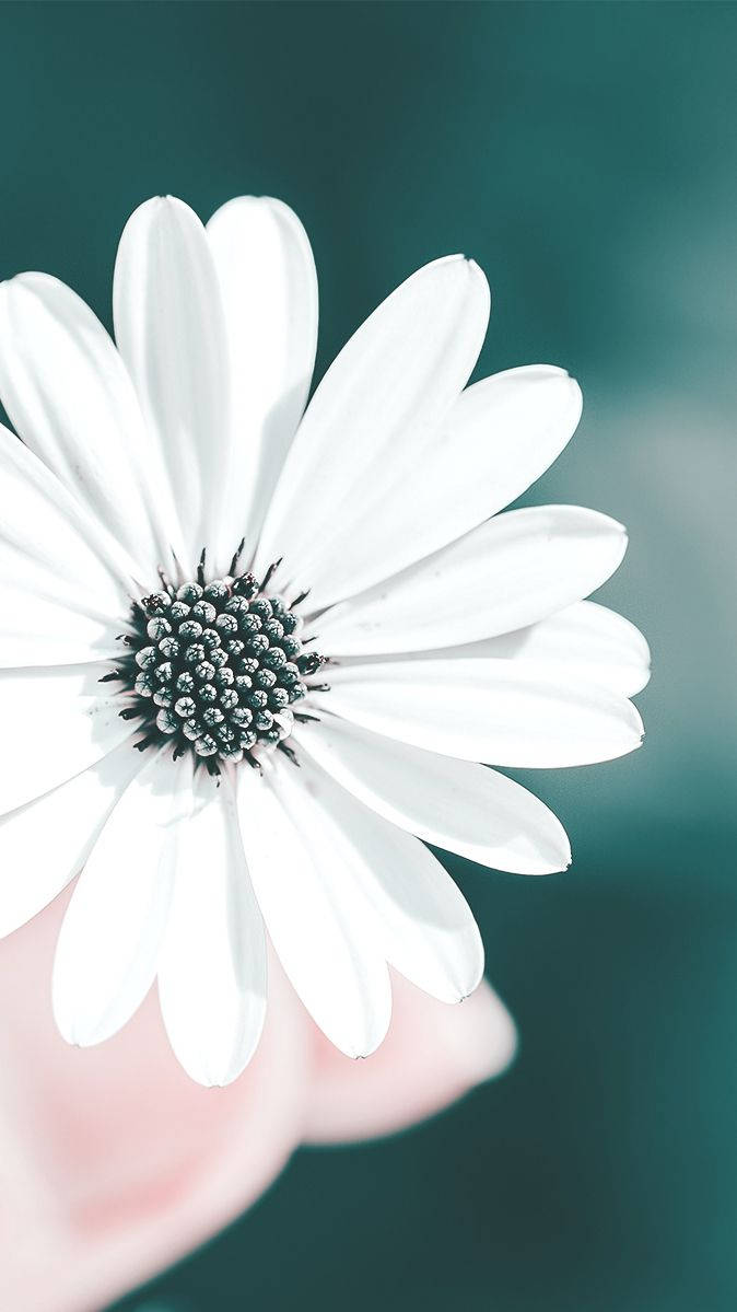 Refreshing White Flower Iphone Aesthetic Background