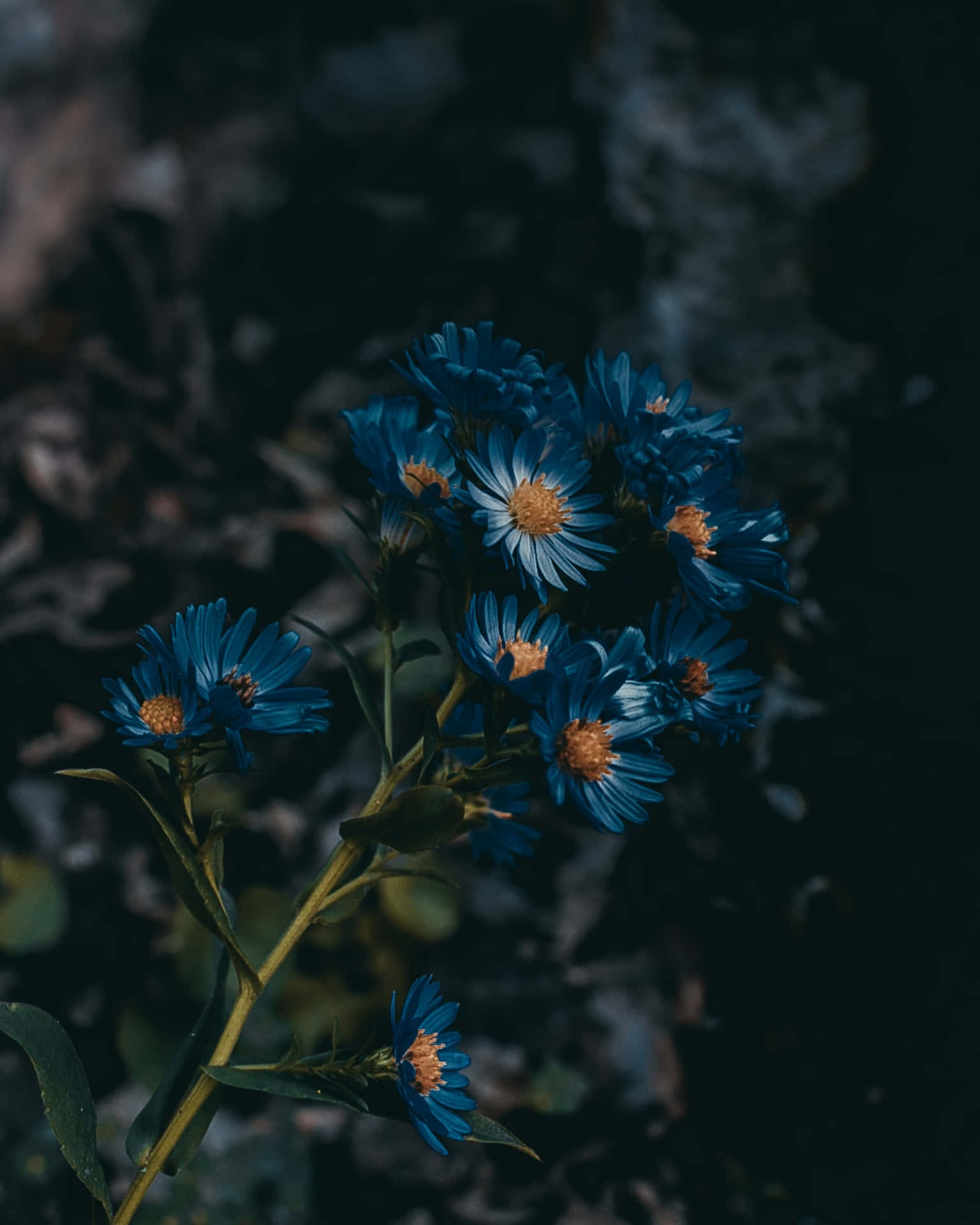 Refreshingly Blue Beauty! Background