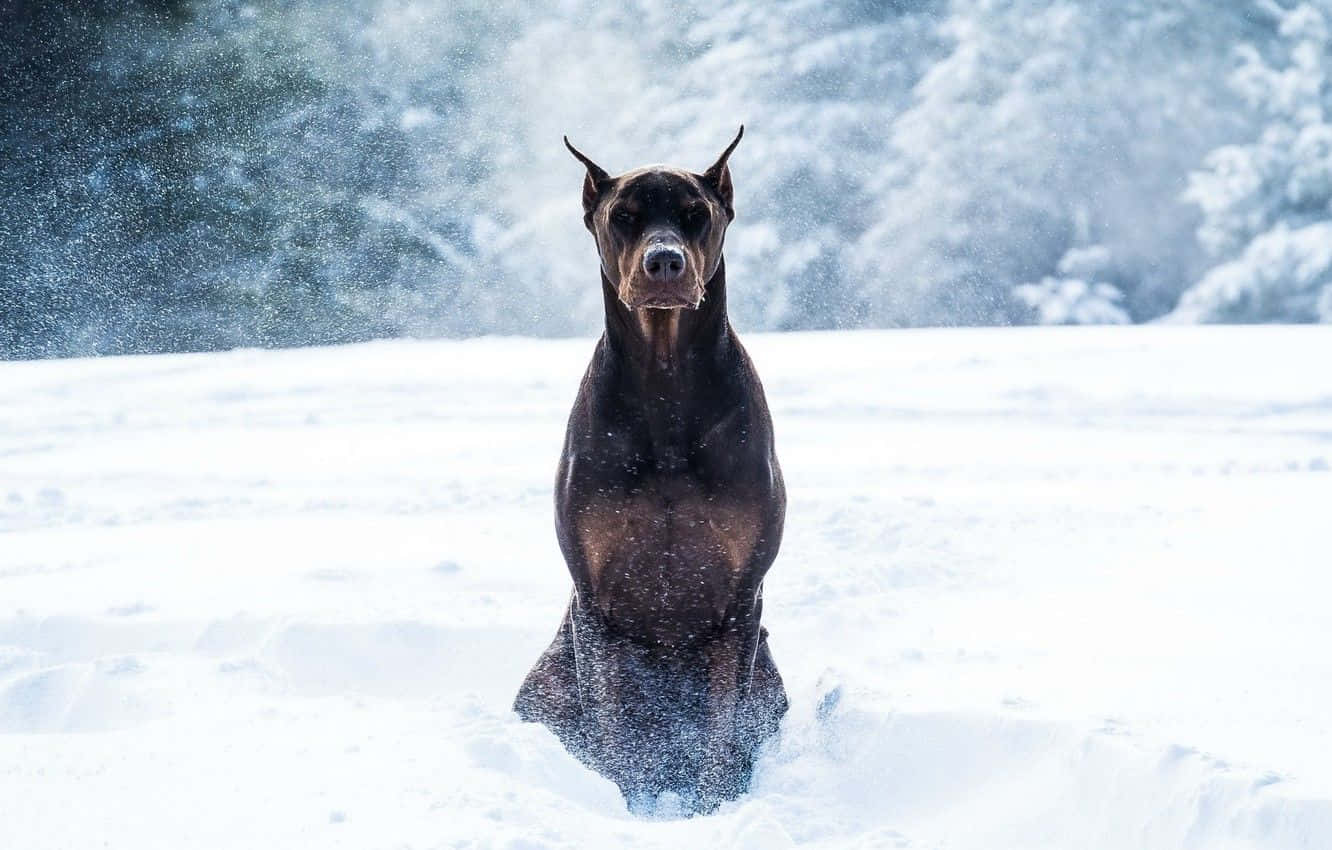 Regal Doberman Pinscher Looking Into The Camera Background