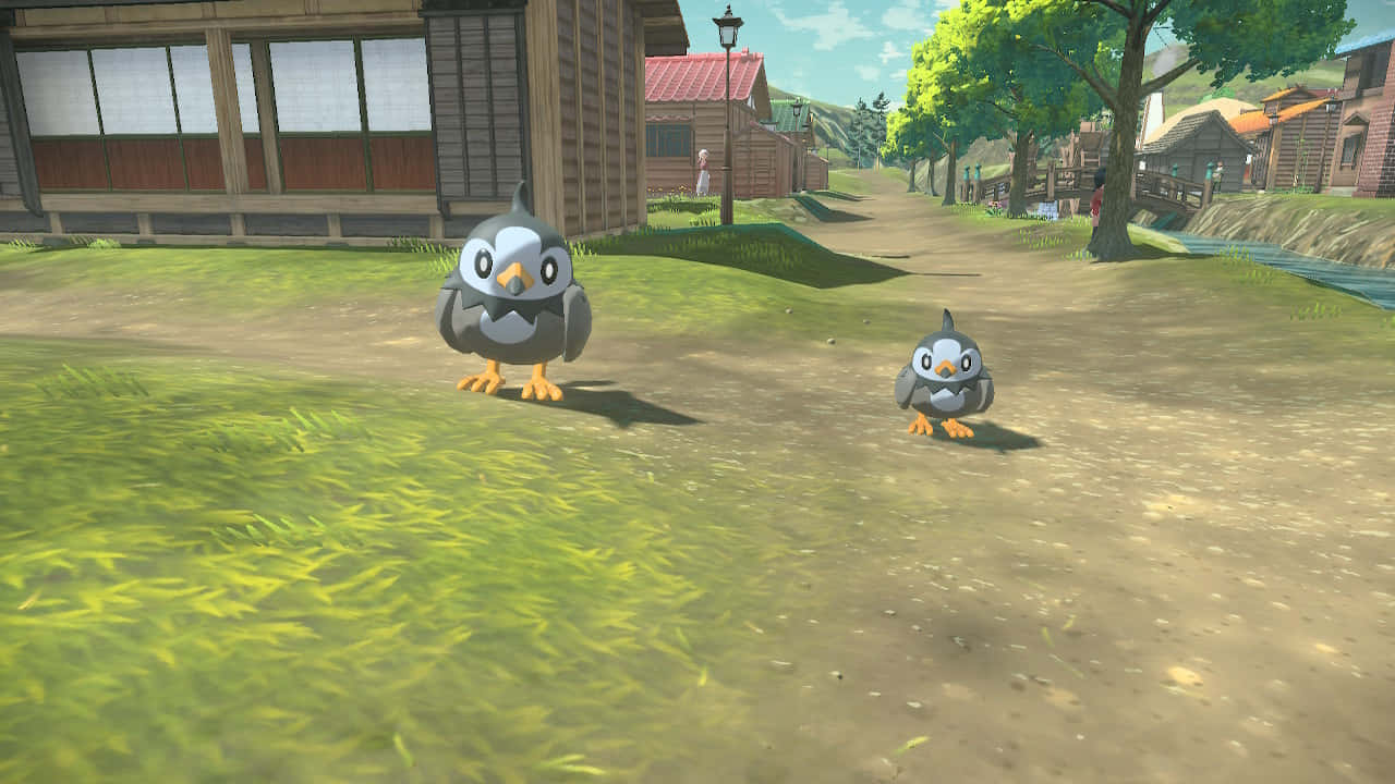 Regular And Alpha Starly