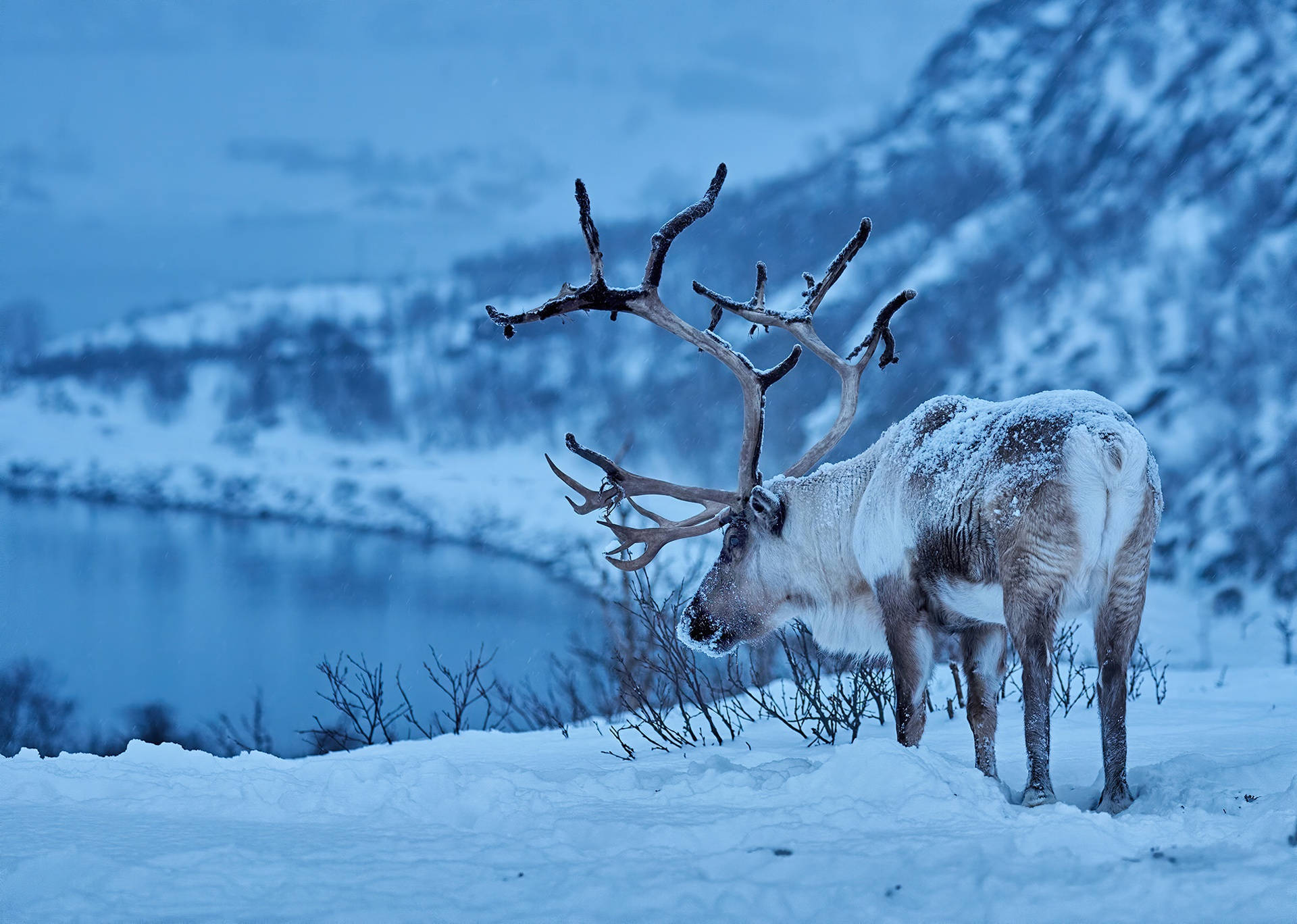 Reindeer Arctic Mammals Background