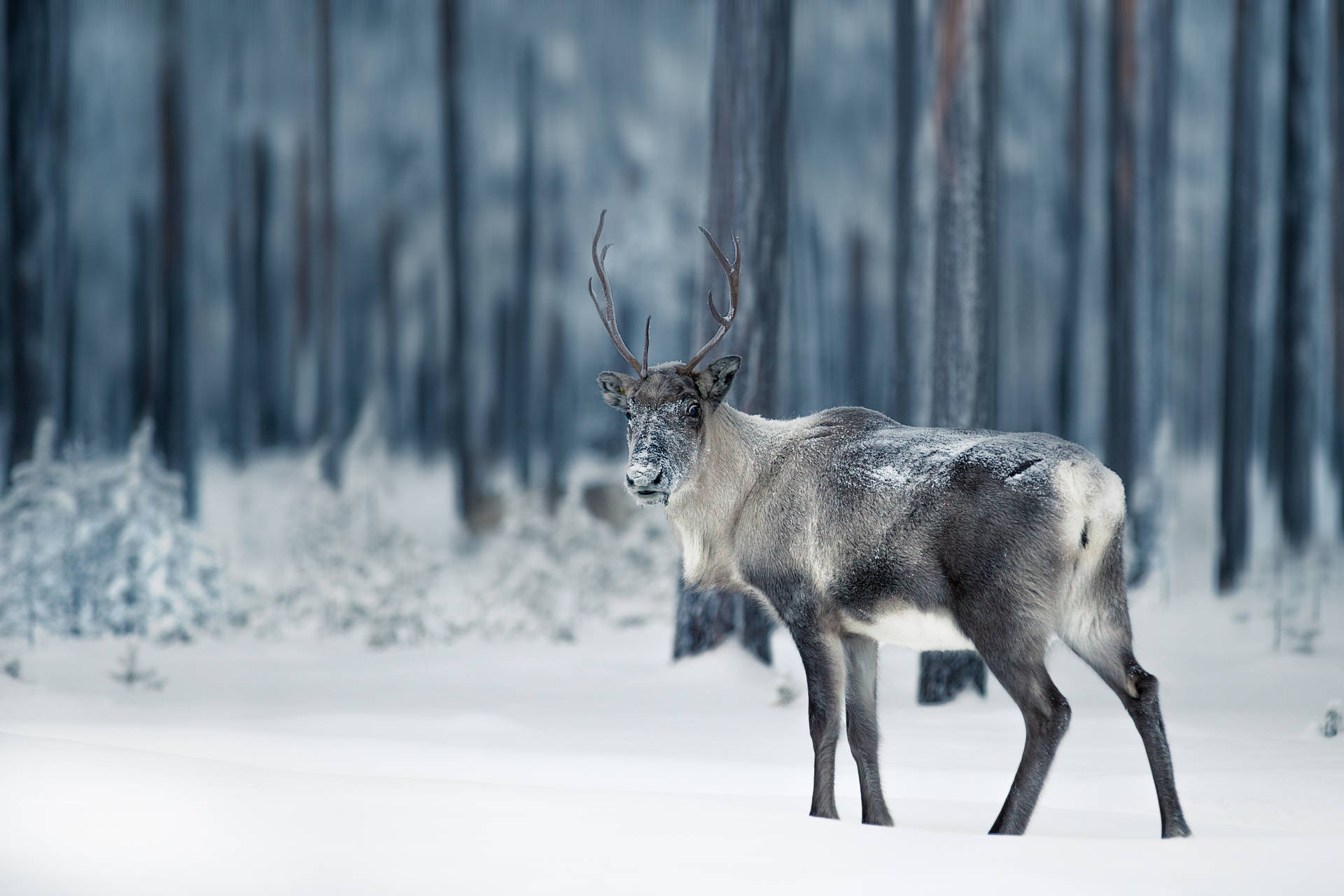 Reindeer At Lapland Finland Background