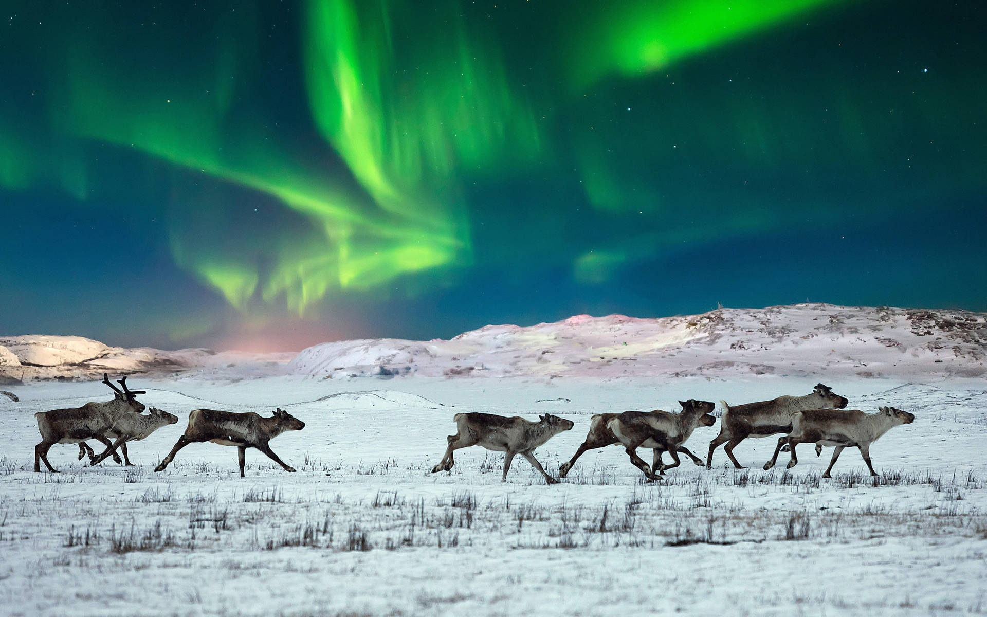 Reindeer Herd Northern Lights Background