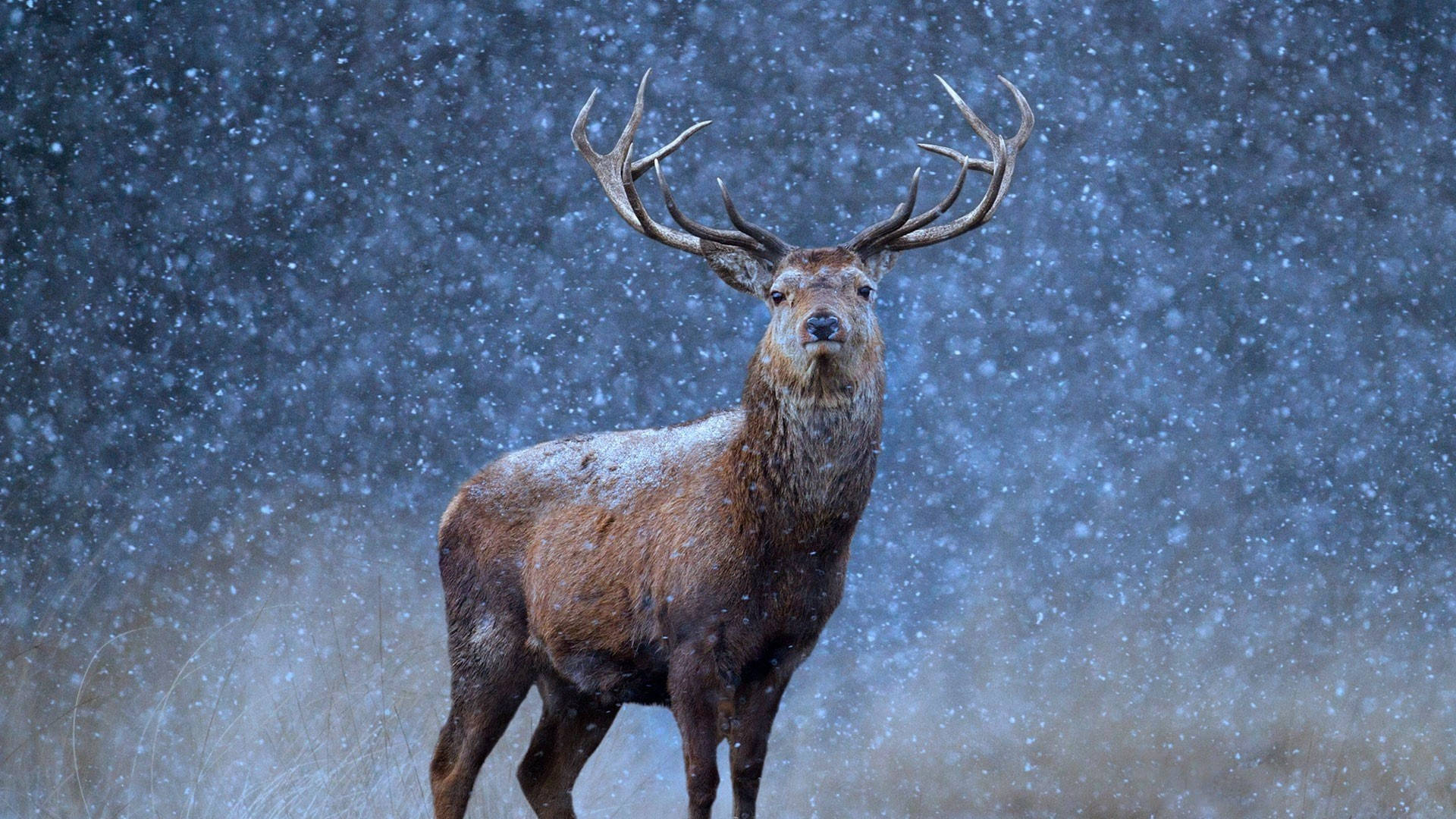 Reindeer In Snow Background