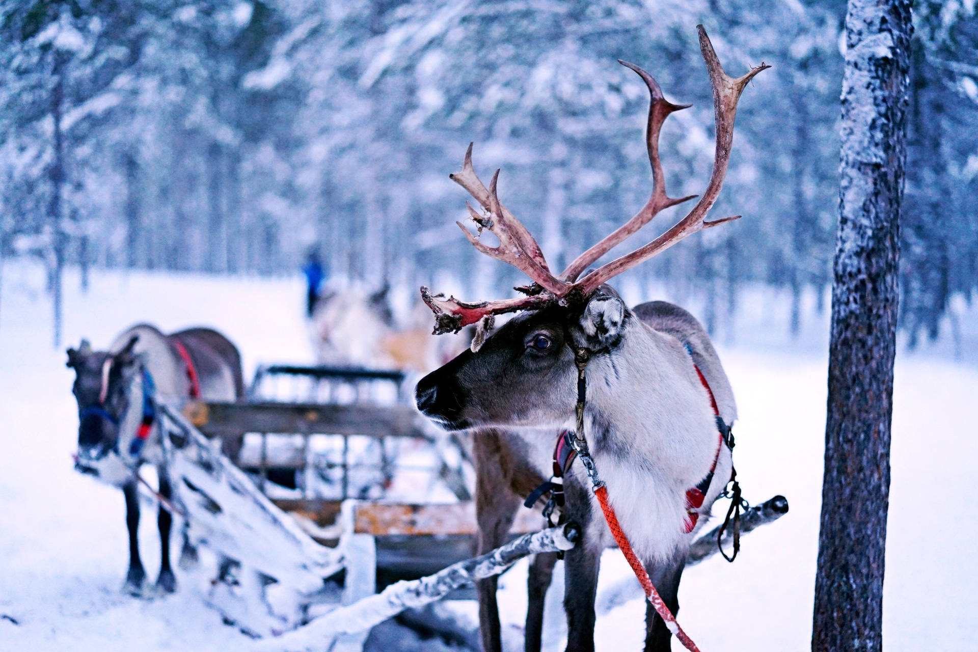 Reindeer With A Sledge Background