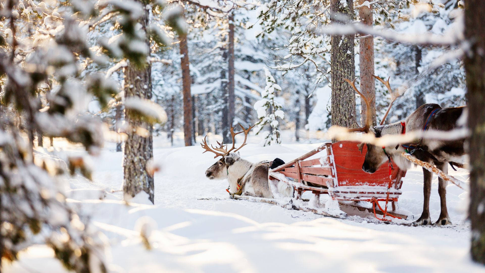 Reindeers Sledding In A Thick Snow