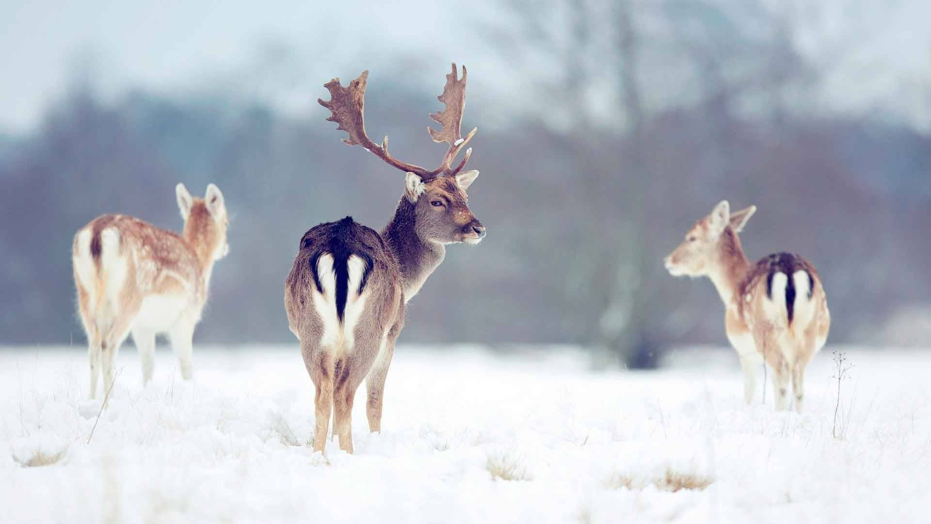 Reindeers Walking On Snow Background