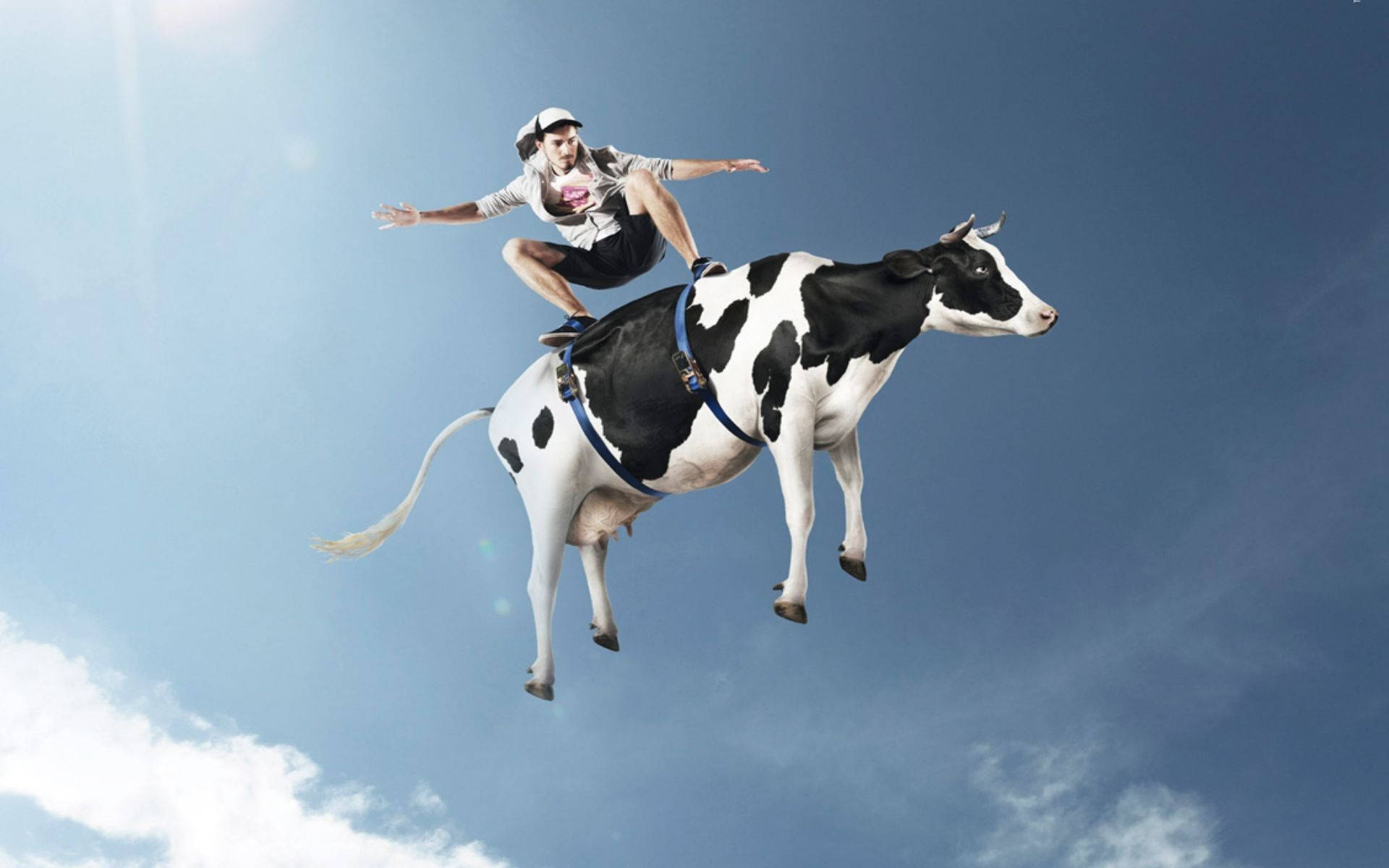 Related Keywords: Surfing, Cow, Wave, Ocean, Sea, Adventure, Surfing Cow, Brave Man, Man On Wave.