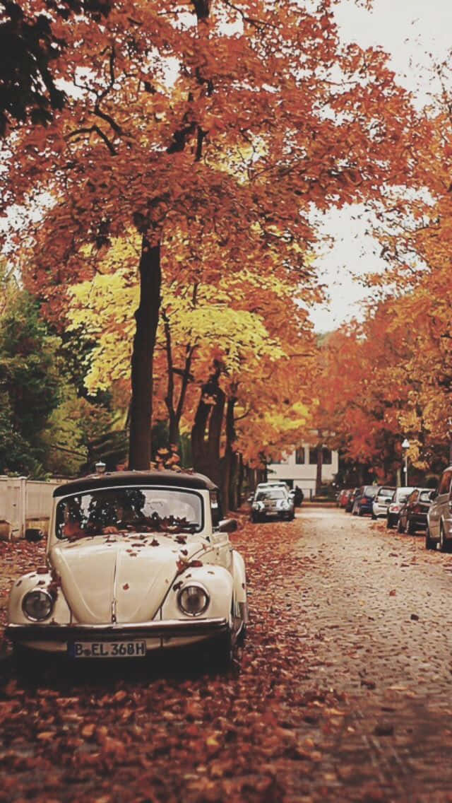 Relax And Admire The Beauty Of The Vintage Autumn. Background