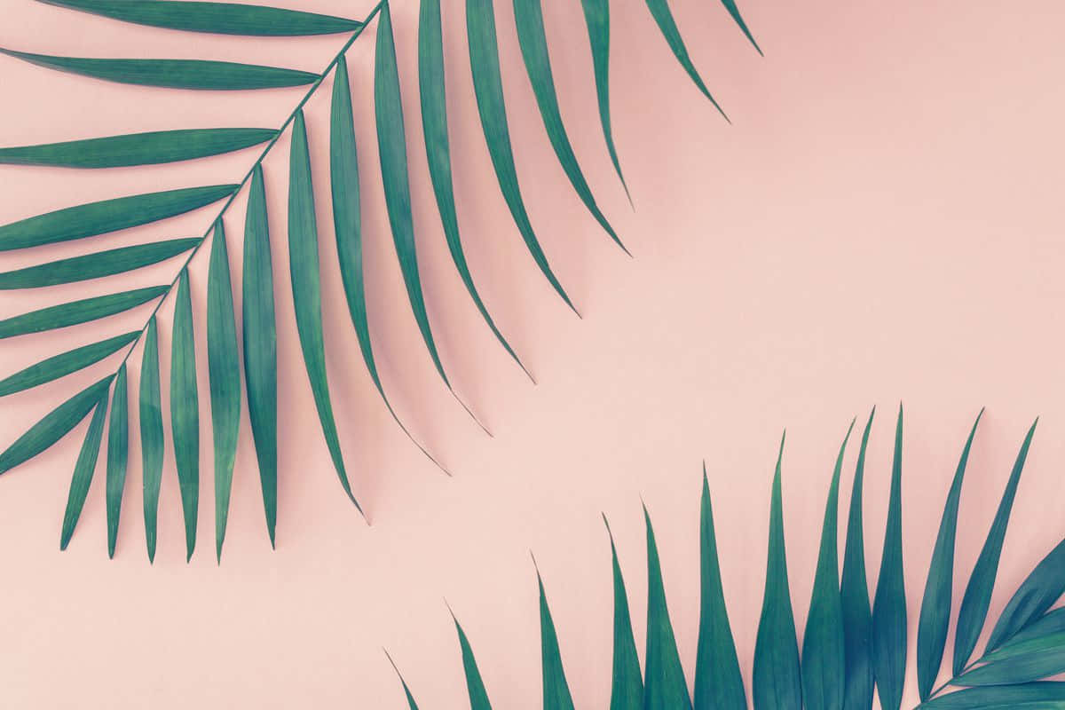 Relax And Enjoy Nature's Beauty With Aesthetic Palm Leaves Background