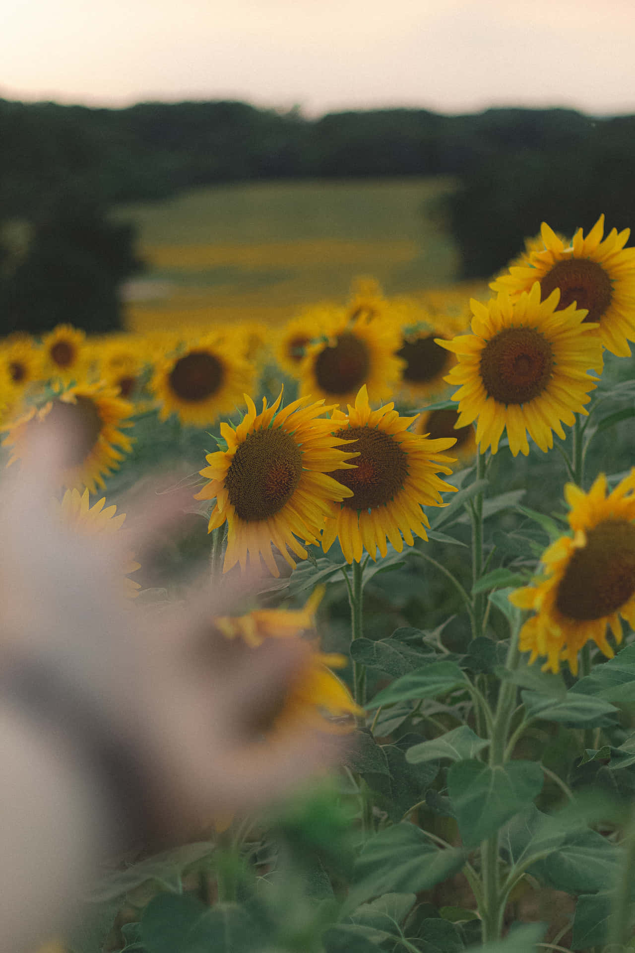 Relax And Enjoy The Beauty Of This Vibrant Sunflower! Background