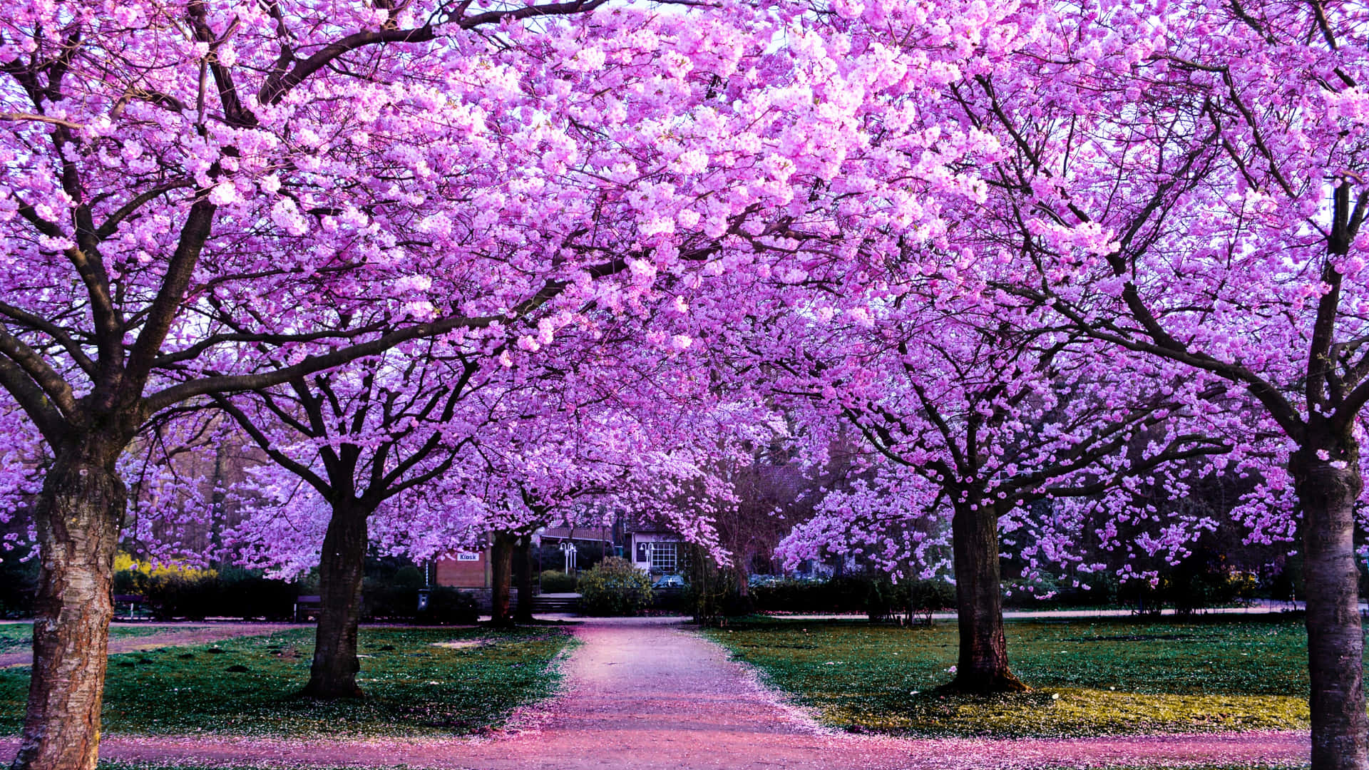 Relax And Enjoy The Cherry Blossom Anime Scenery Background