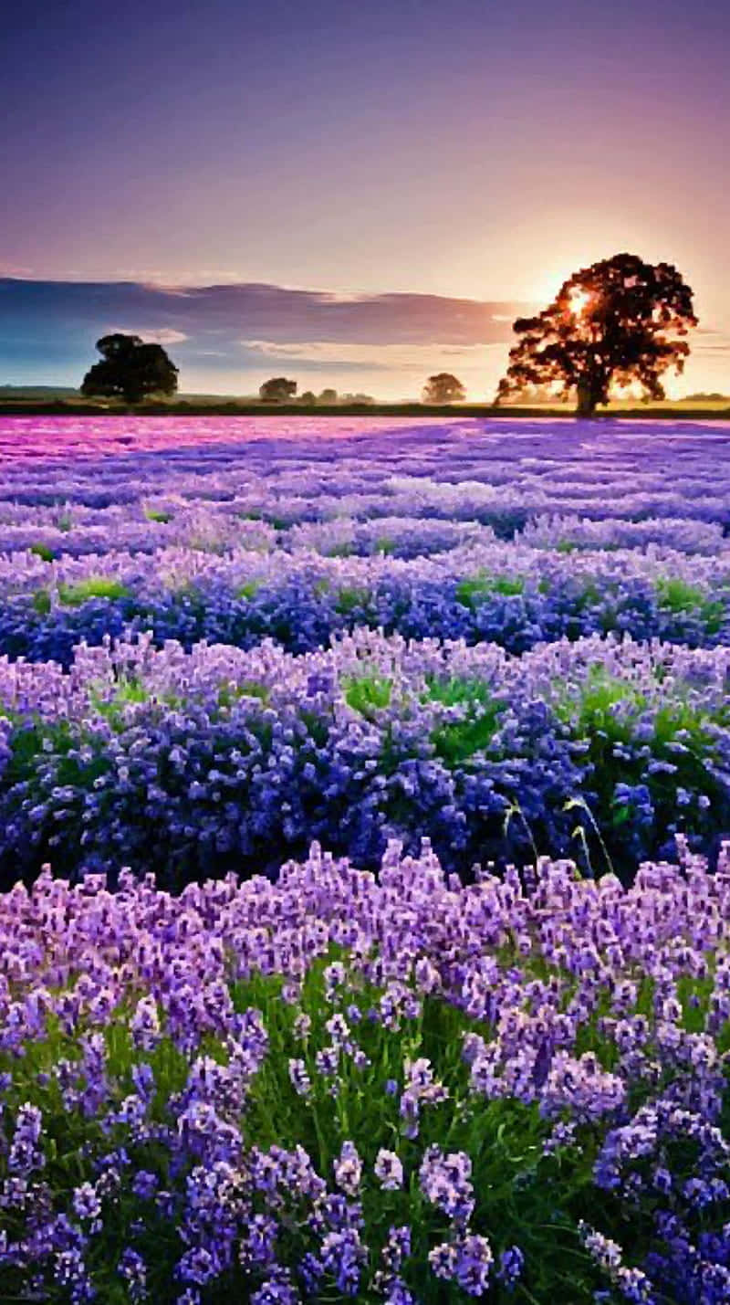 Relax And Enjoy The Peaceful Lavender Fields Background