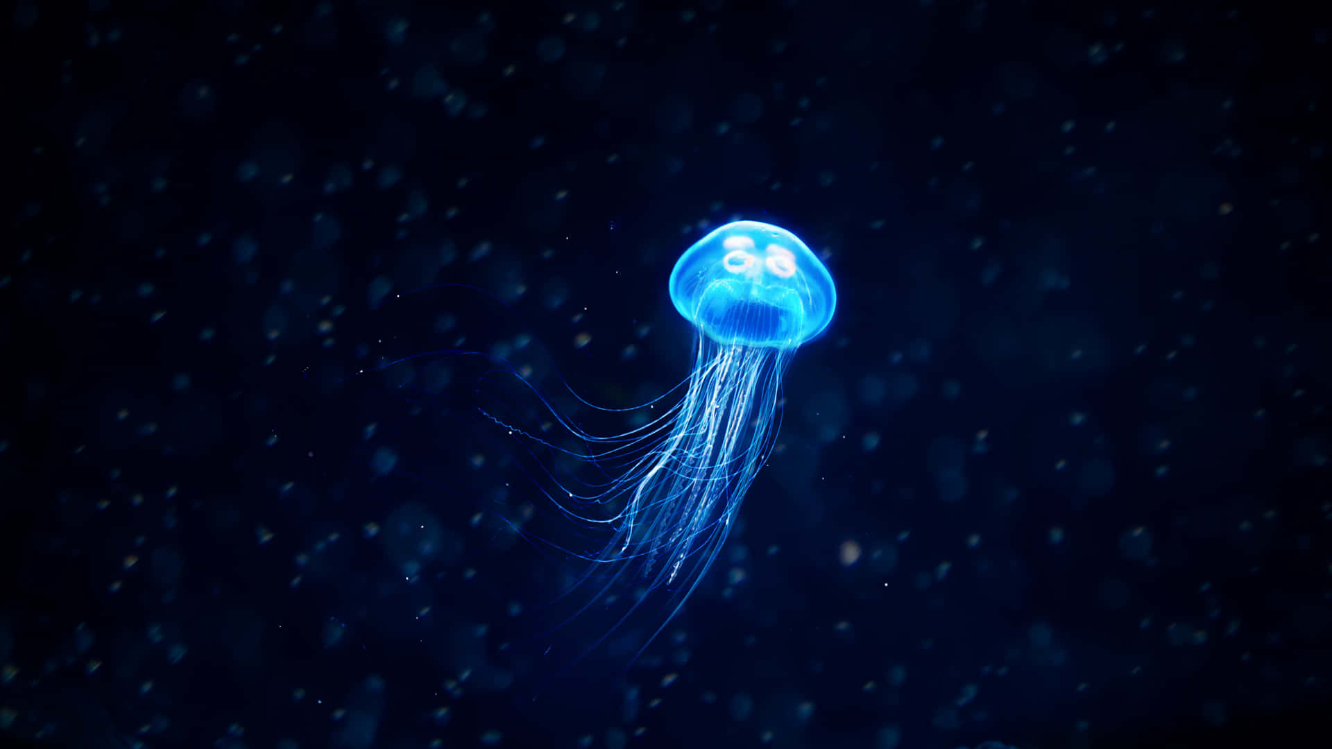 Relax And Enjoy The View Of A 4k Jellyfish Swimming By Background