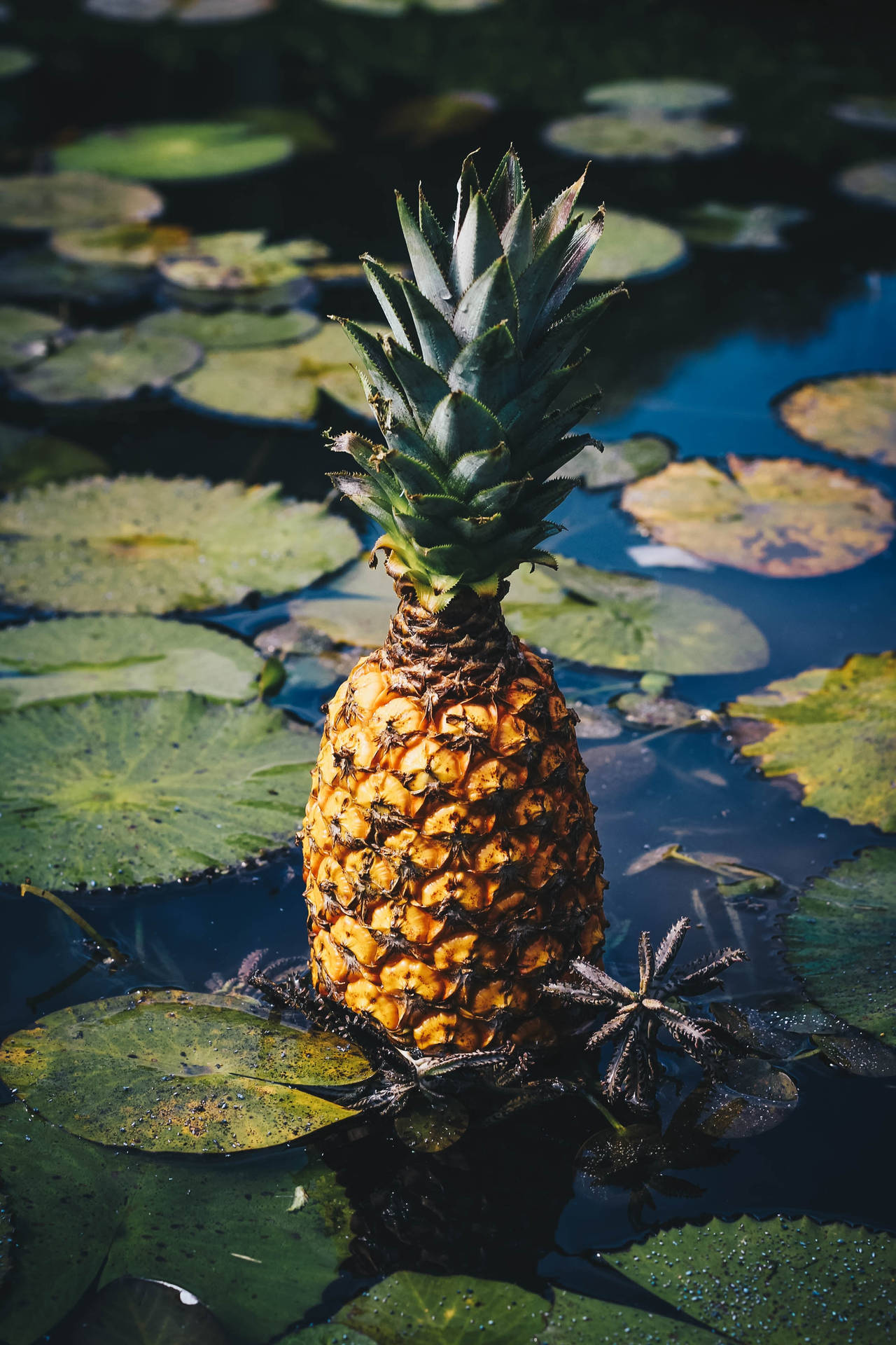 Relax And Enjoy The View Of A Pineapple Floating In A Pond Background