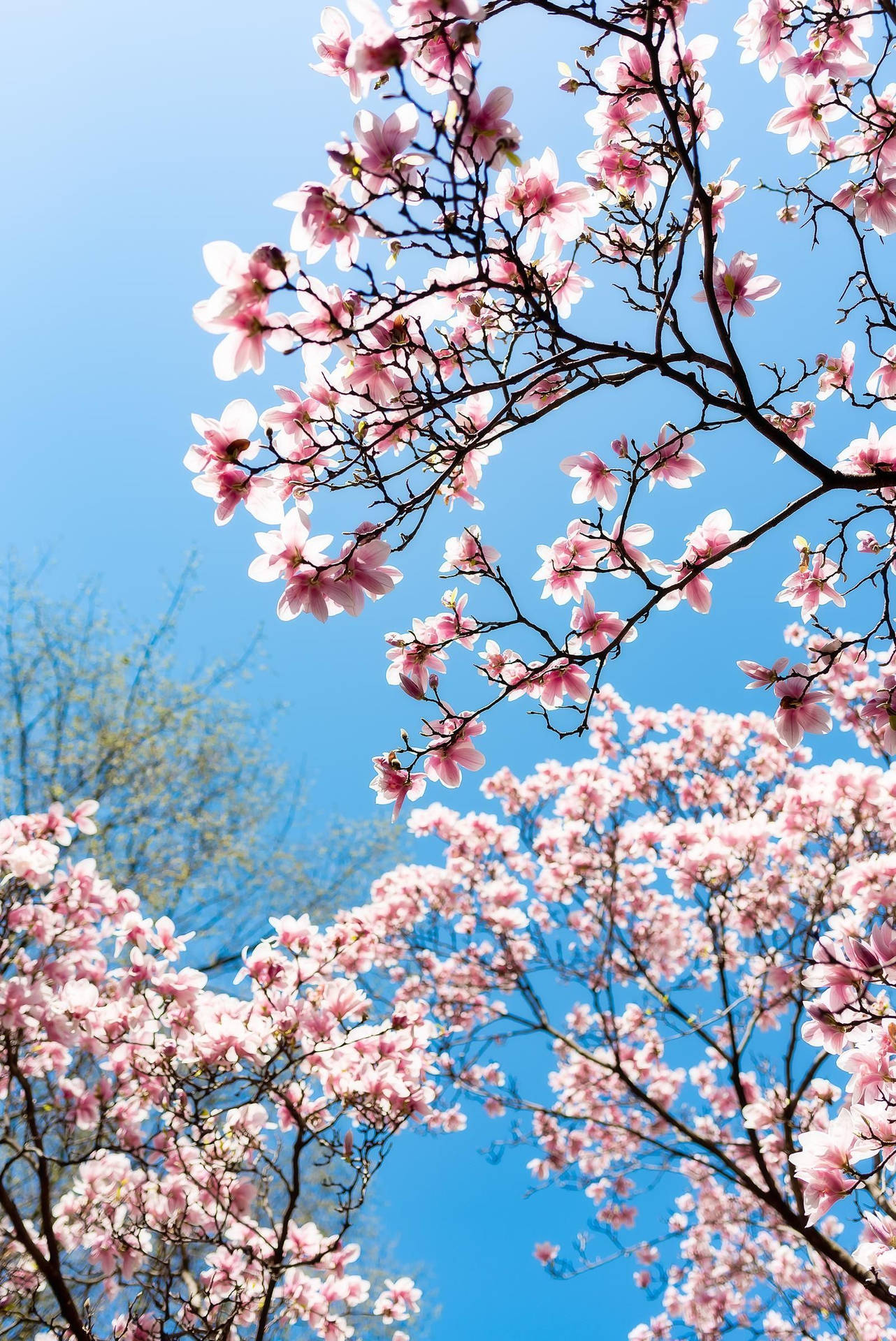 Relax And Refreshen With The Aesthetics Of Spring Background