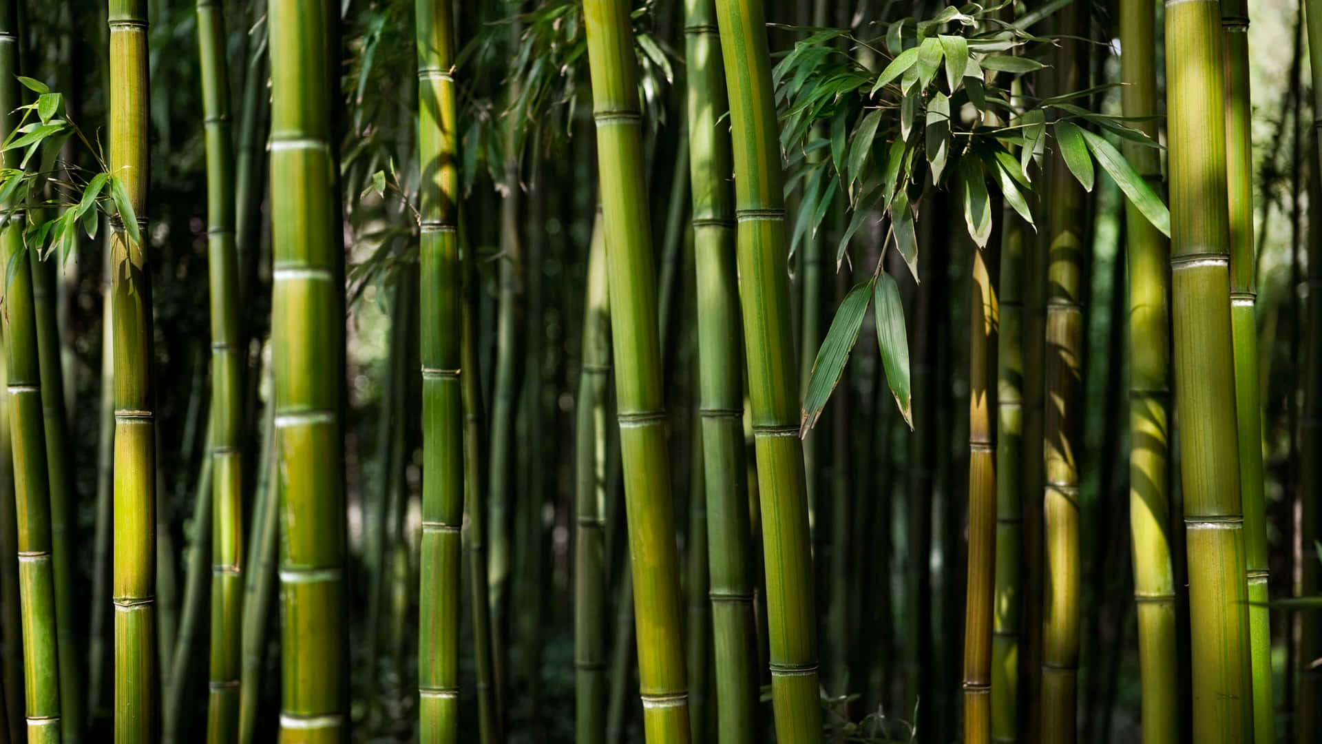 Relax And Rejuvenate In A Majestic Bamboo Forest