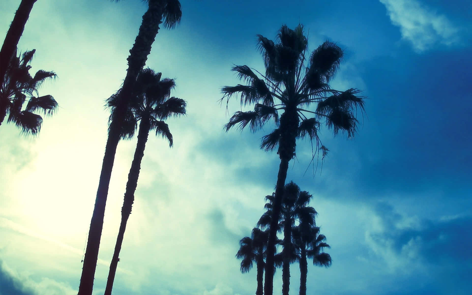 Relax And Unwind Among Cute Palm Trees Background