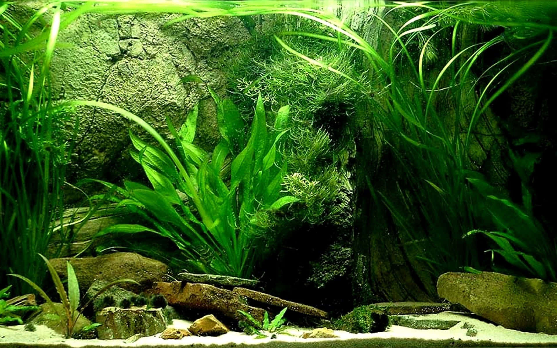 Relax And Watch The Colorful Aquarium Fish Tank Background