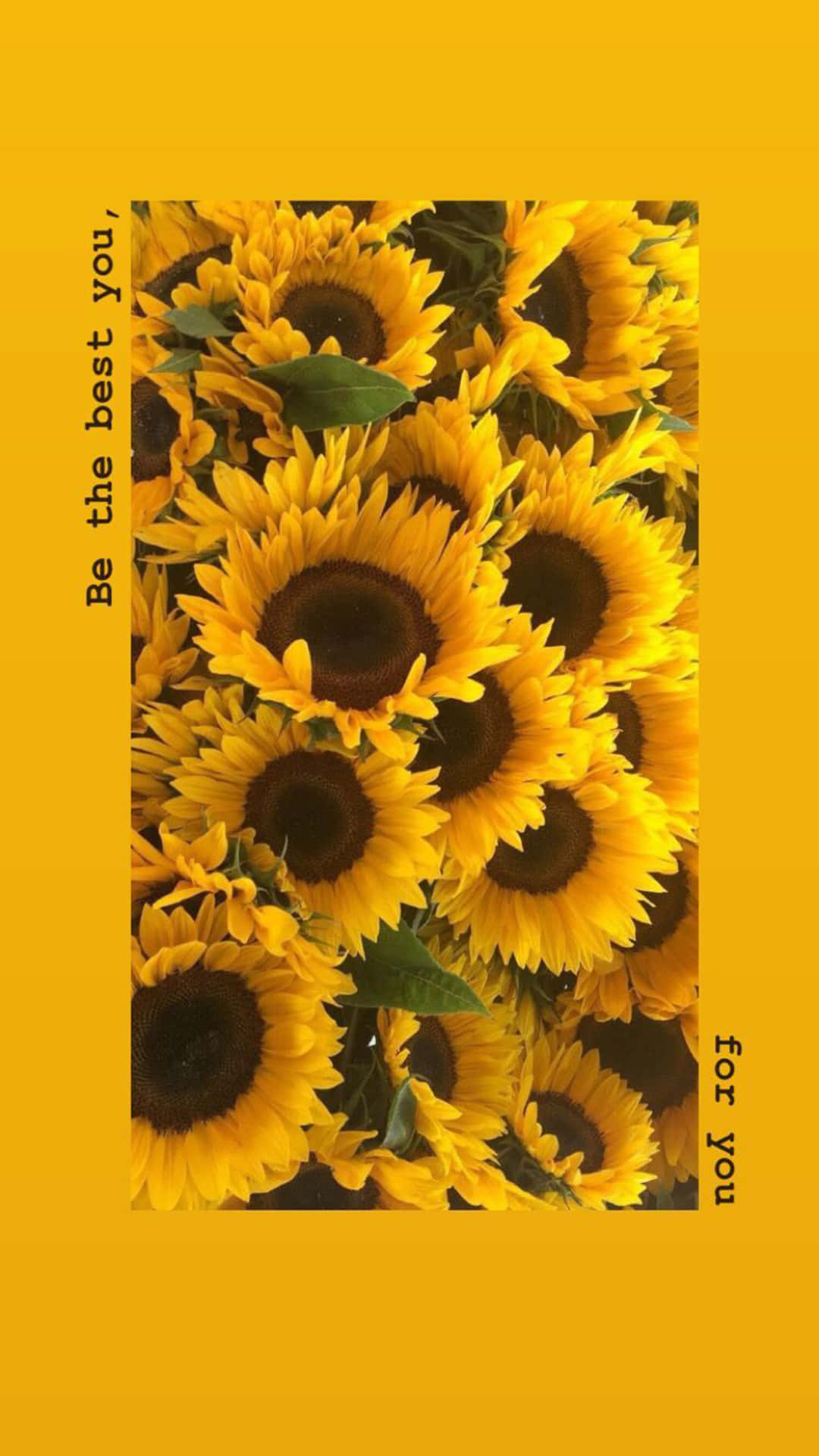 Relax In Nature's Beauty With This Sunflower Aesthetic Iphone Wallpaper Background