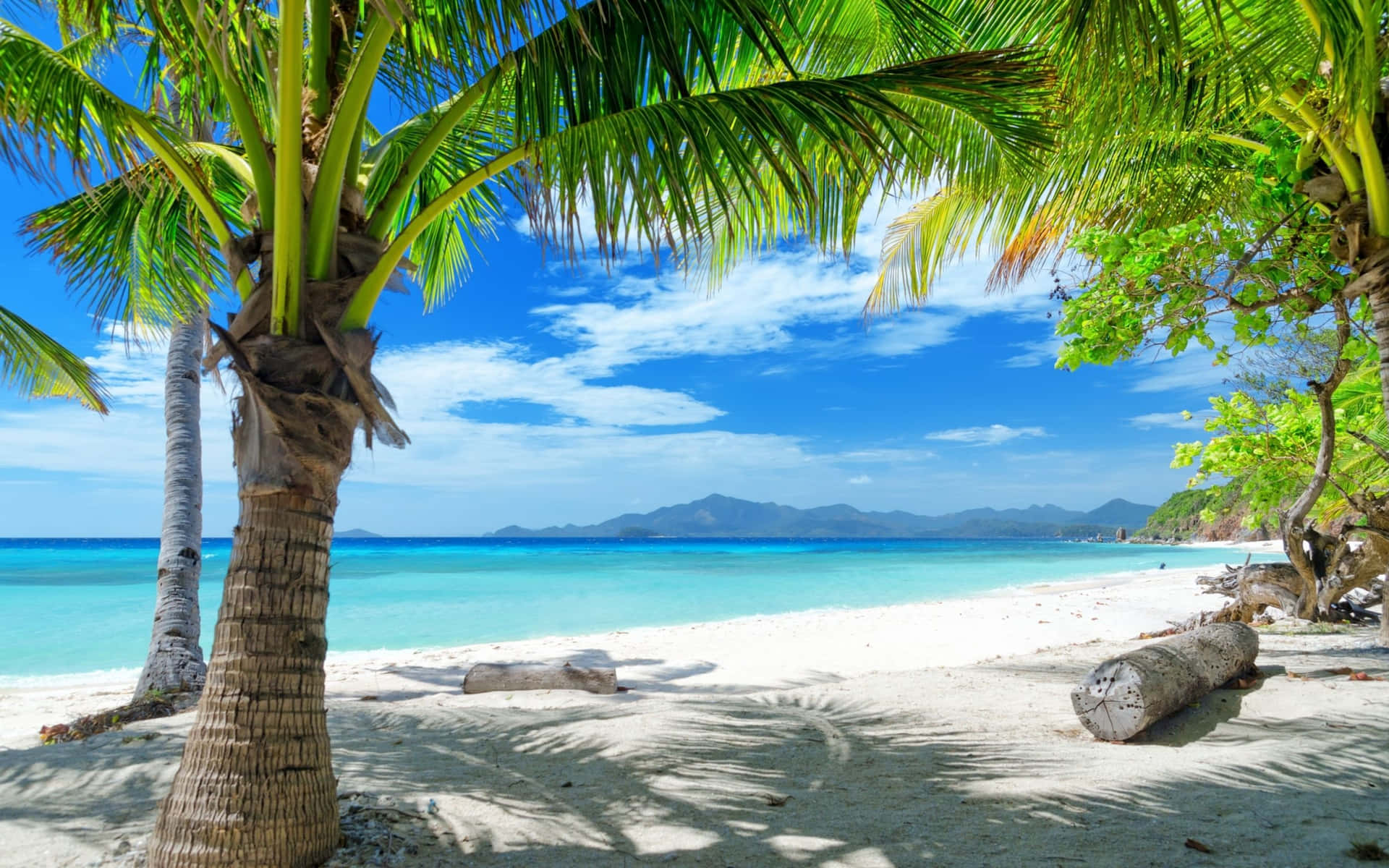 Relaxation Awaits At This Beautiful Palm Tree Beach Background