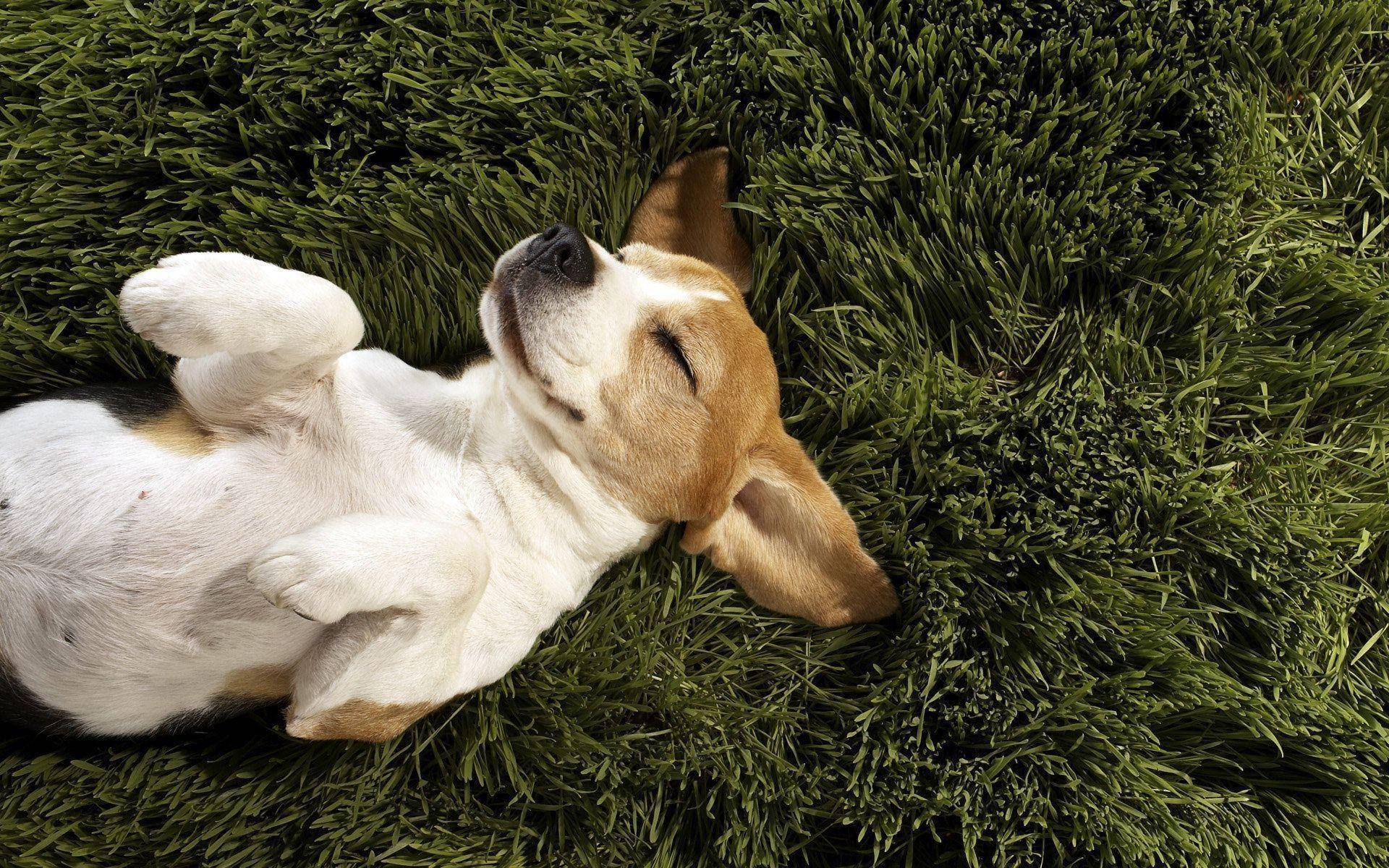 Relaxed Beagleon Green Grass.jpg Background