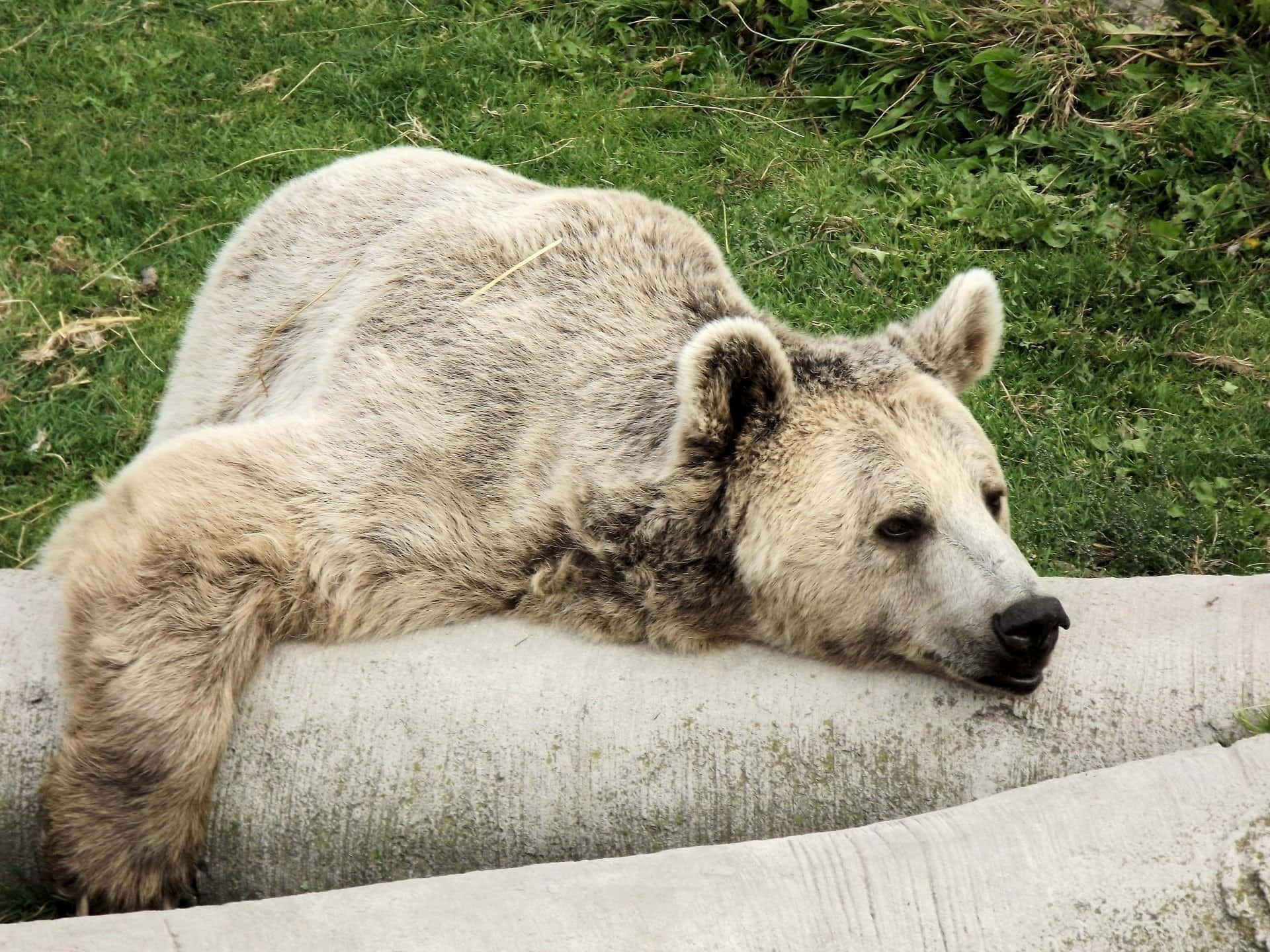Relaxed Bear Resting Outdoors.jpg Background