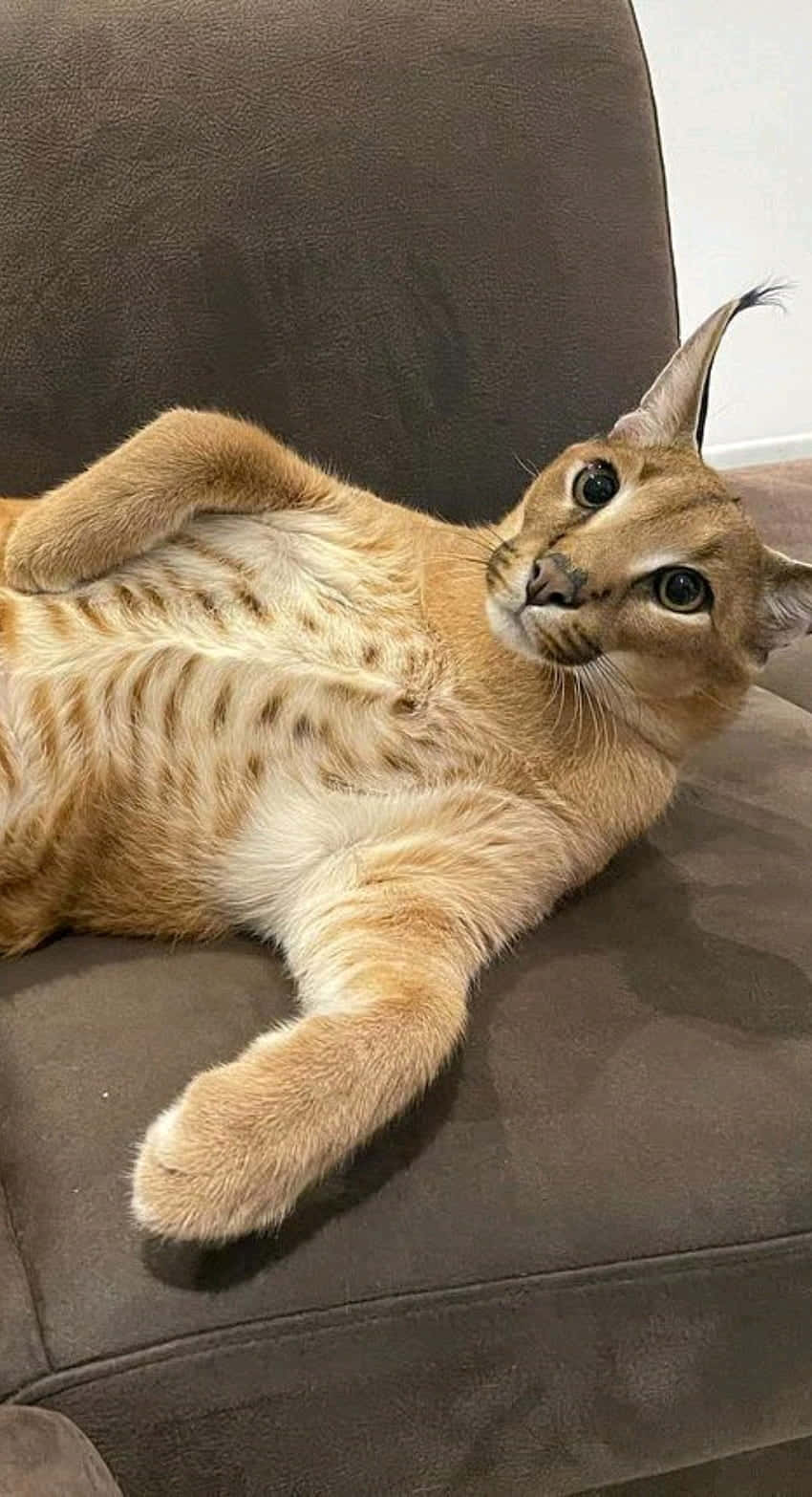 Relaxed Caracal Couch Pose.jpg Background