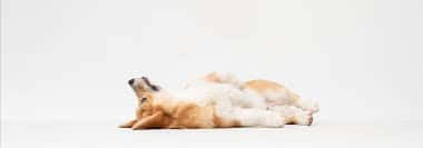 Relaxed Corgi Lying Down Background