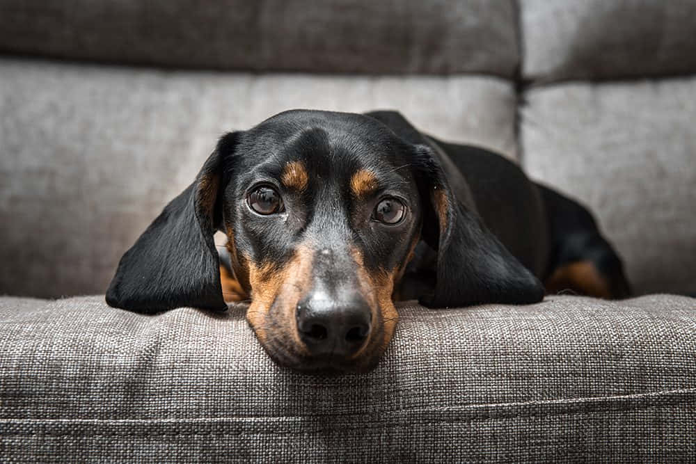 Relaxed Dachshund Enjoying A Beautiful Day Background
